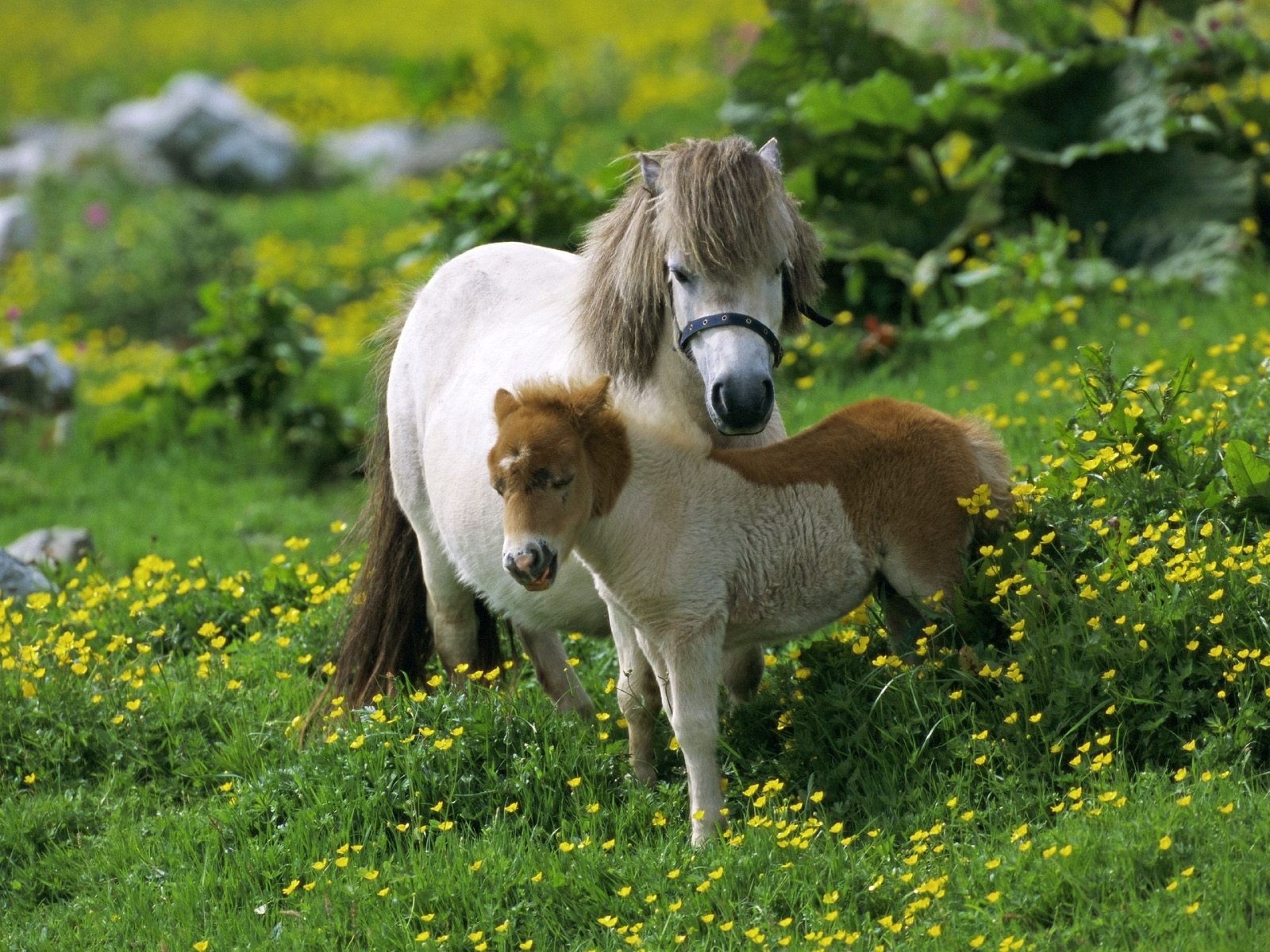 Милые лошадки. Жеребенок Фалабелла. Шетлендский пони. Лошади и пони.
