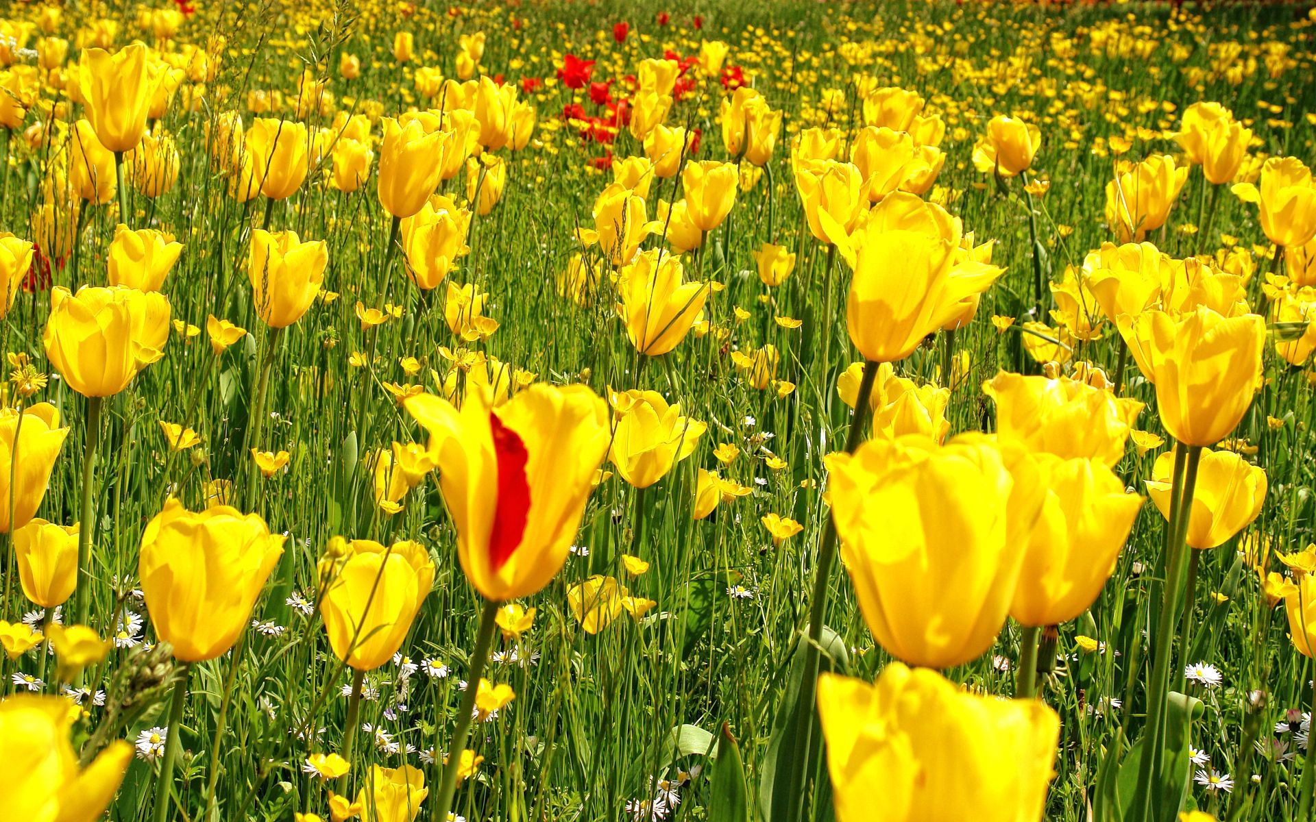 Wallpaper Full HD meadow, nature, flowers, grass, tulips, dandelions, camomile
