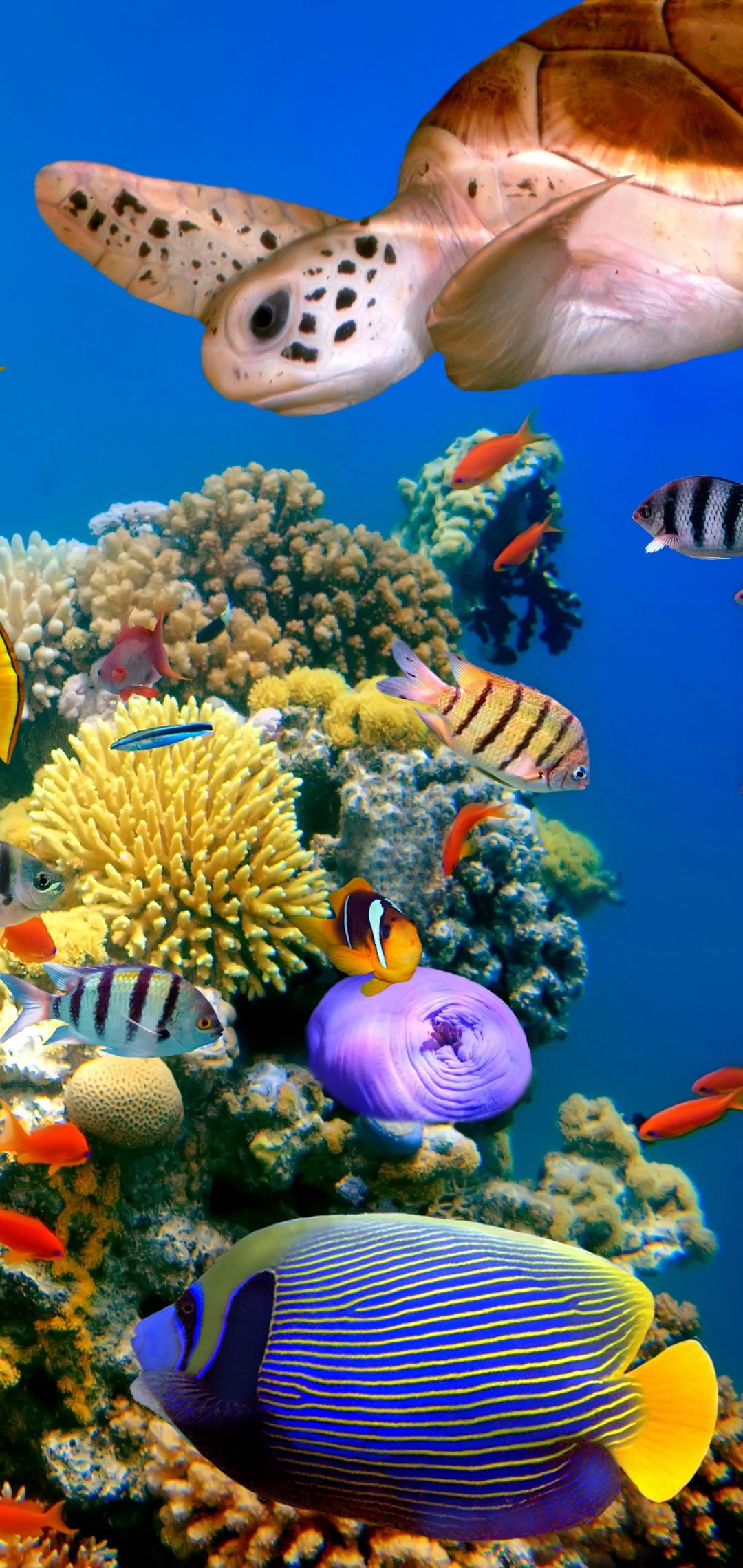 coral reef, animal, fish, turtle, underwater, fishes