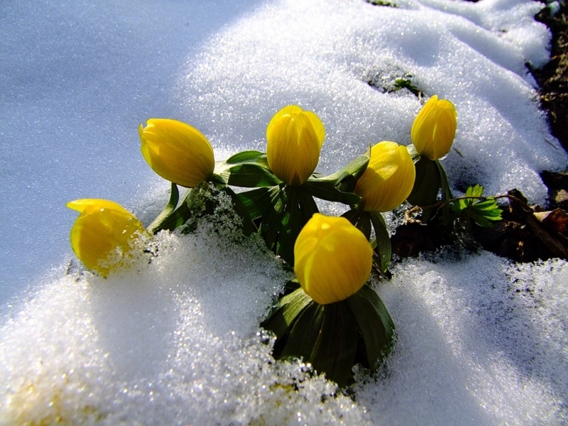 Download mobile wallpaper Snow, Flowers, Plants for free.