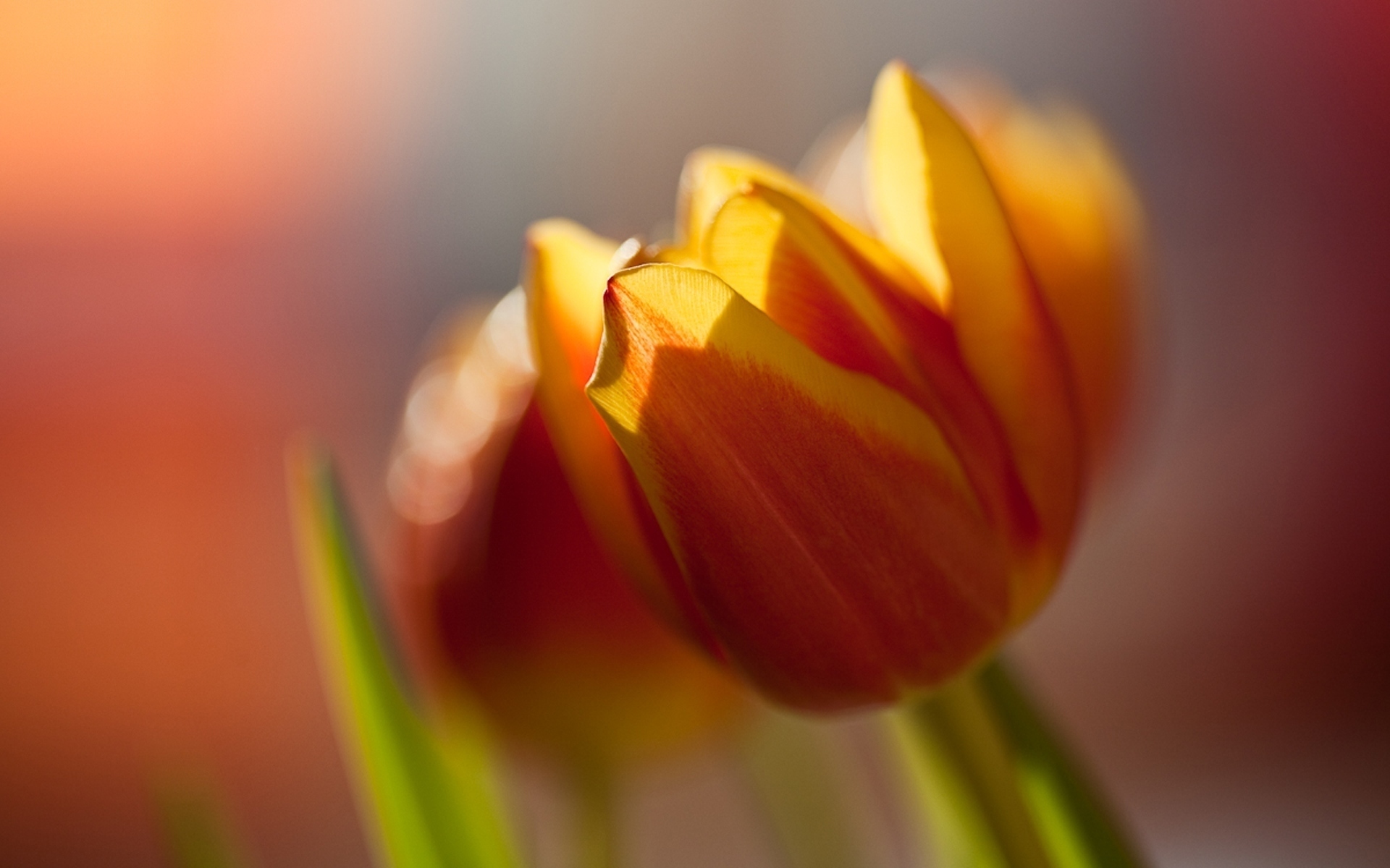 Download mobile wallpaper Flowers, Plants, Tulips for free.