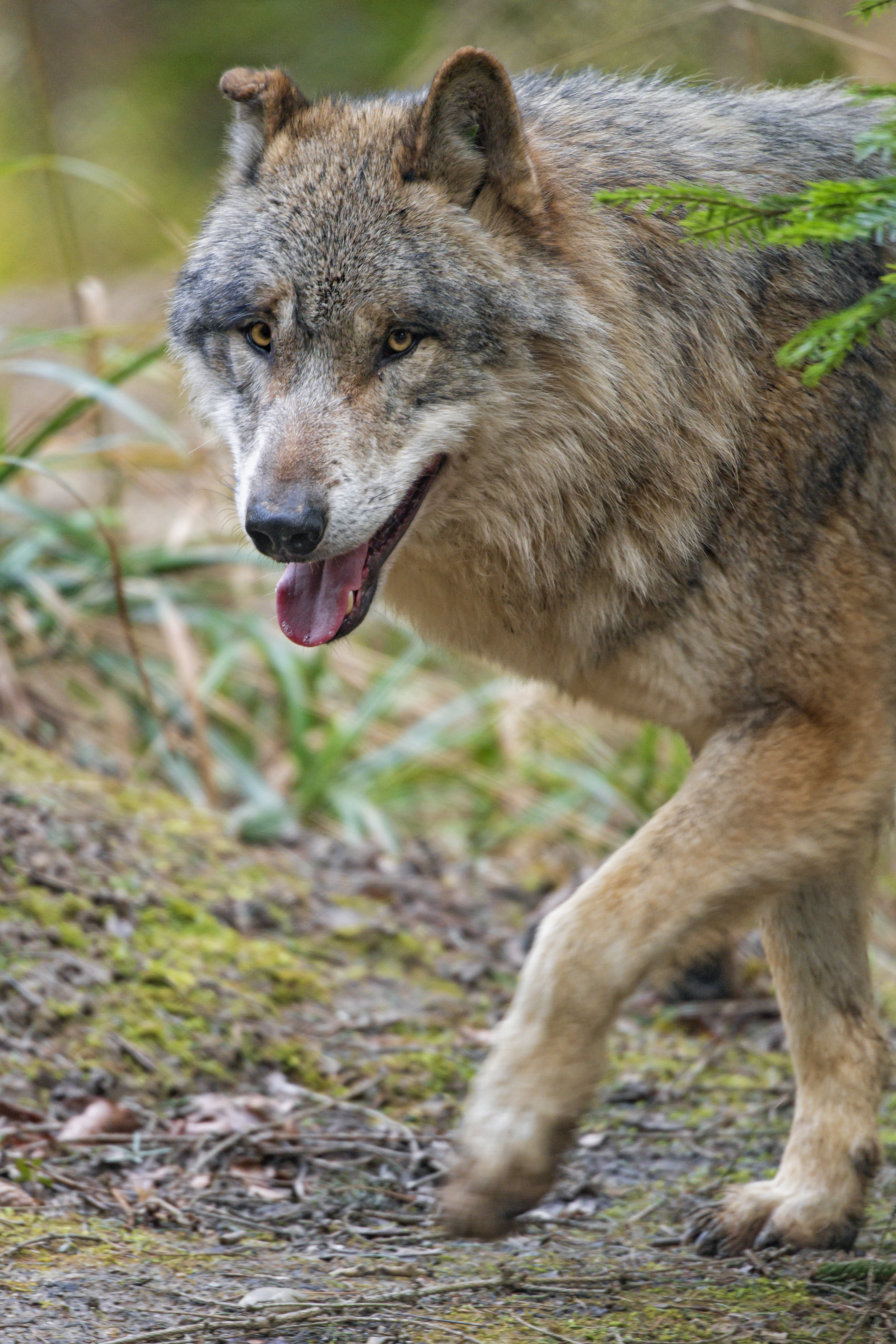 Download mobile wallpaper Opinion, Sight, Animal, Animals, Muzzle, Predator, Wolf for free.