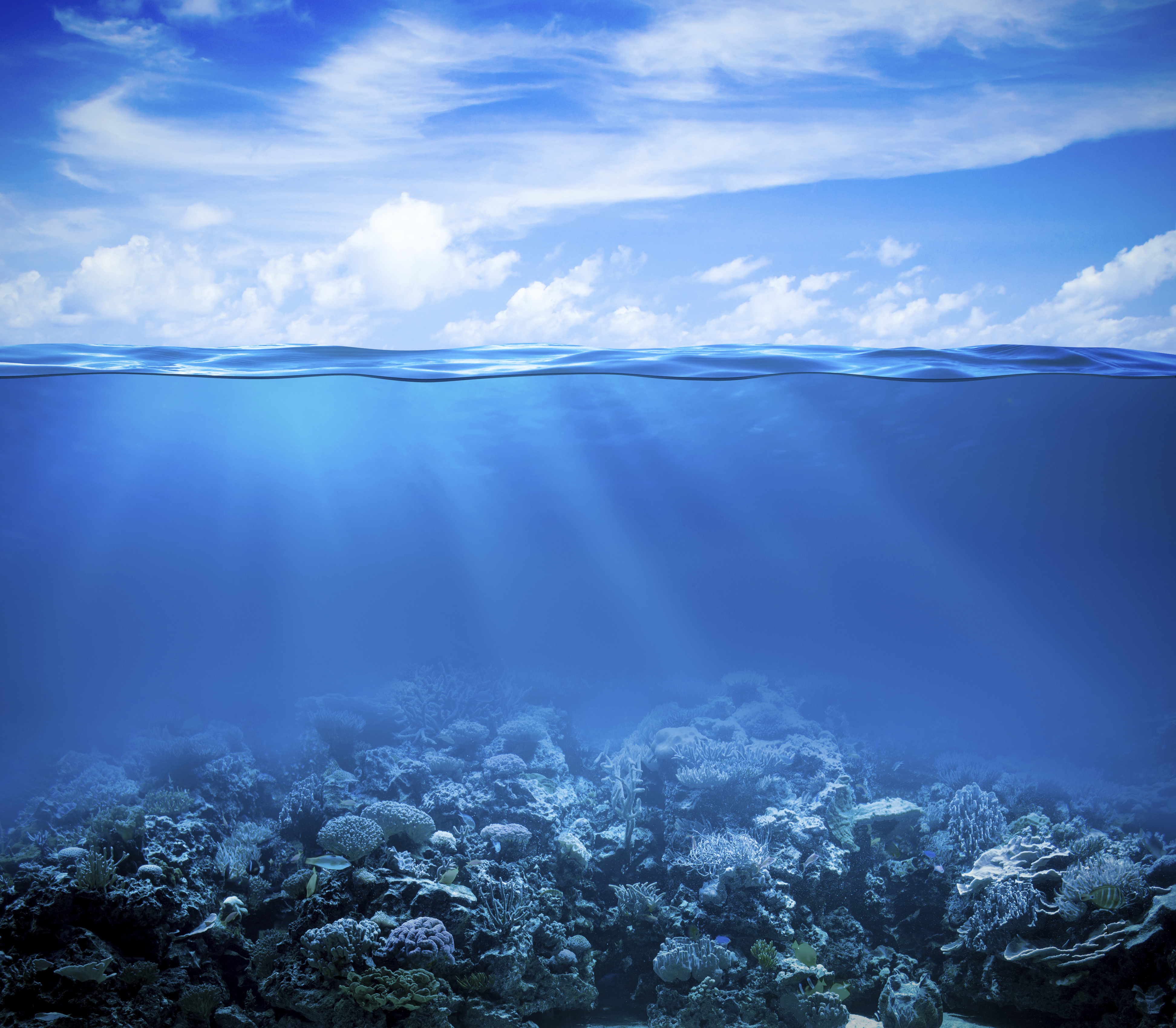 800718 descargar fondo de pantalla arrecife de coral, coral, animales, océano, mar, submarina: protectores de pantalla e imágenes gratis