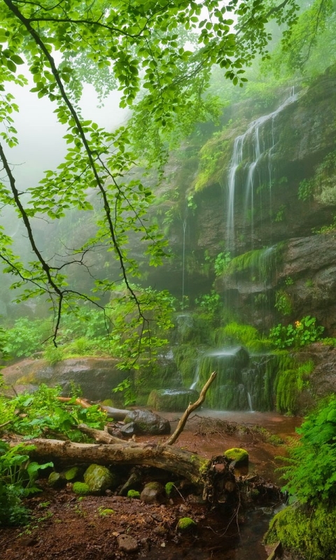 1113480 скачать обои водопады, земля/природа, водопад, дерево, лес, зеленый, земля, болгария - заставки и картинки бесплатно