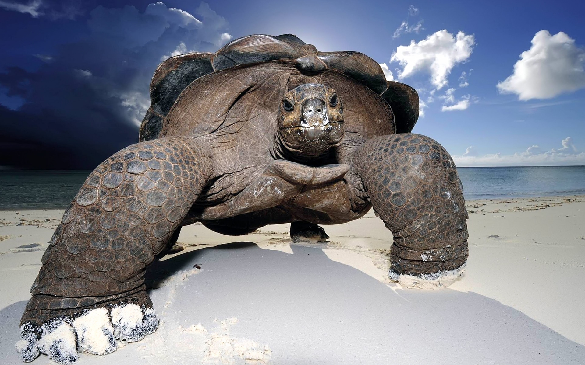263612 Hintergrundbild herunterladen tiere, landschildkröten, schildkröten - Bildschirmschoner und Bilder kostenlos