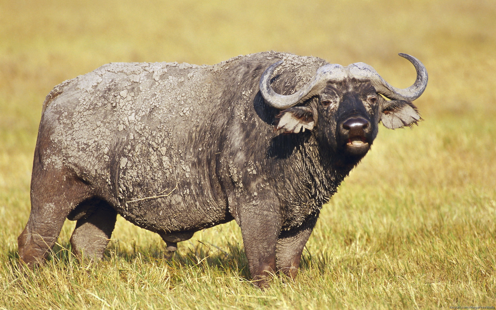 533650 Hintergrundbild herunterladen tiere, afrikanischer büffel, büffel - Bildschirmschoner und Bilder kostenlos