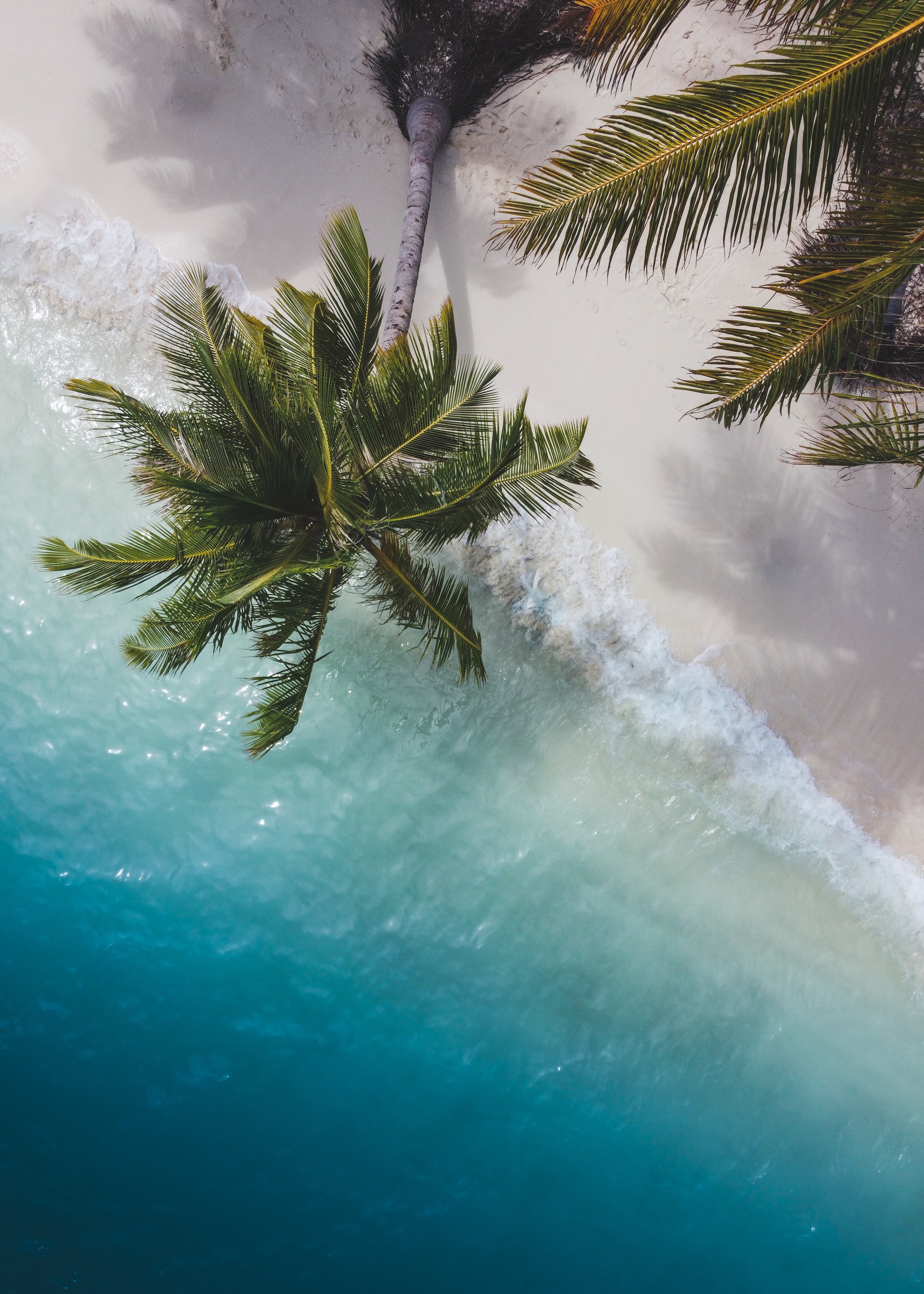 nature, branches, sea, view from above, coast, palm Full HD