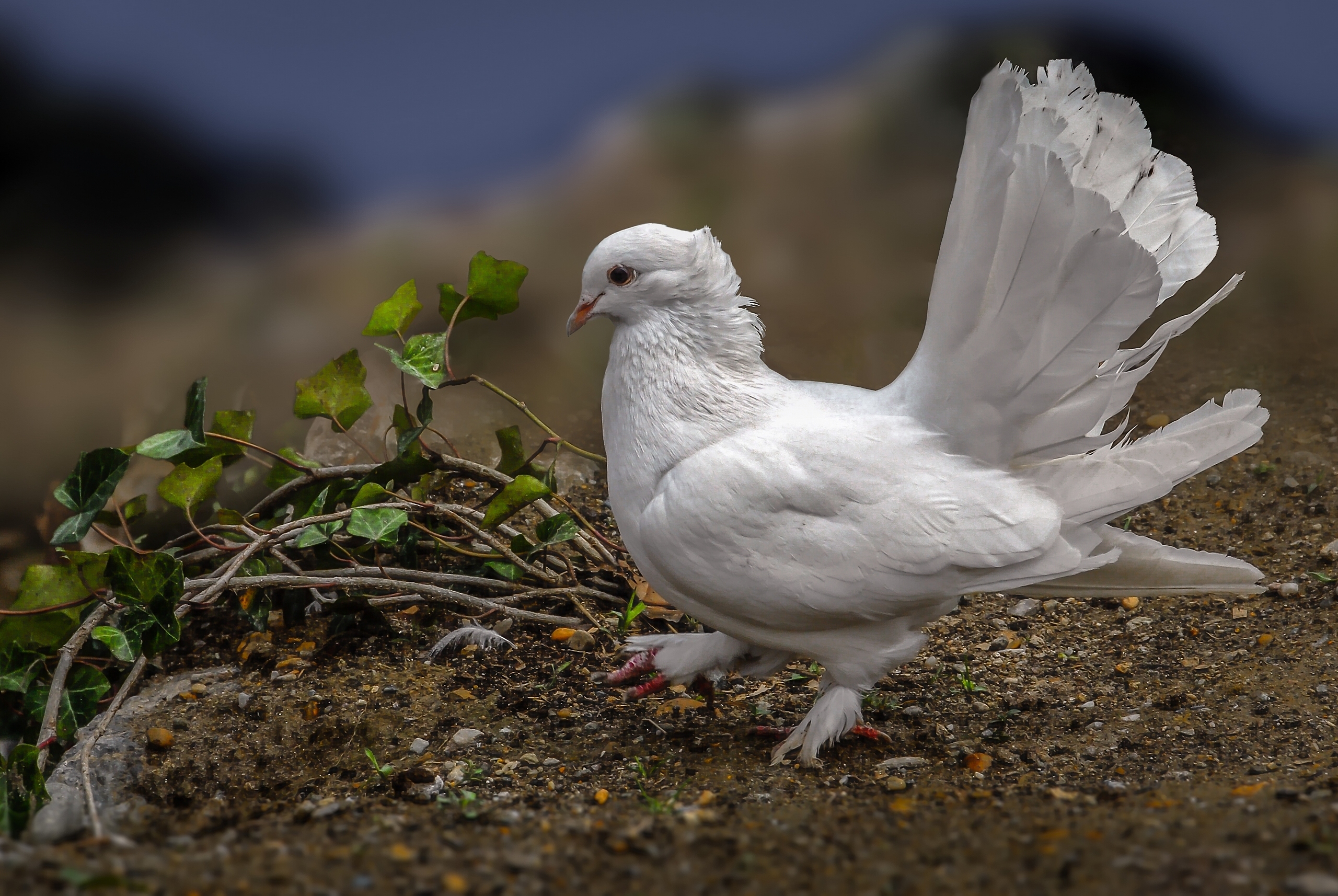Белый хохлатый голубь