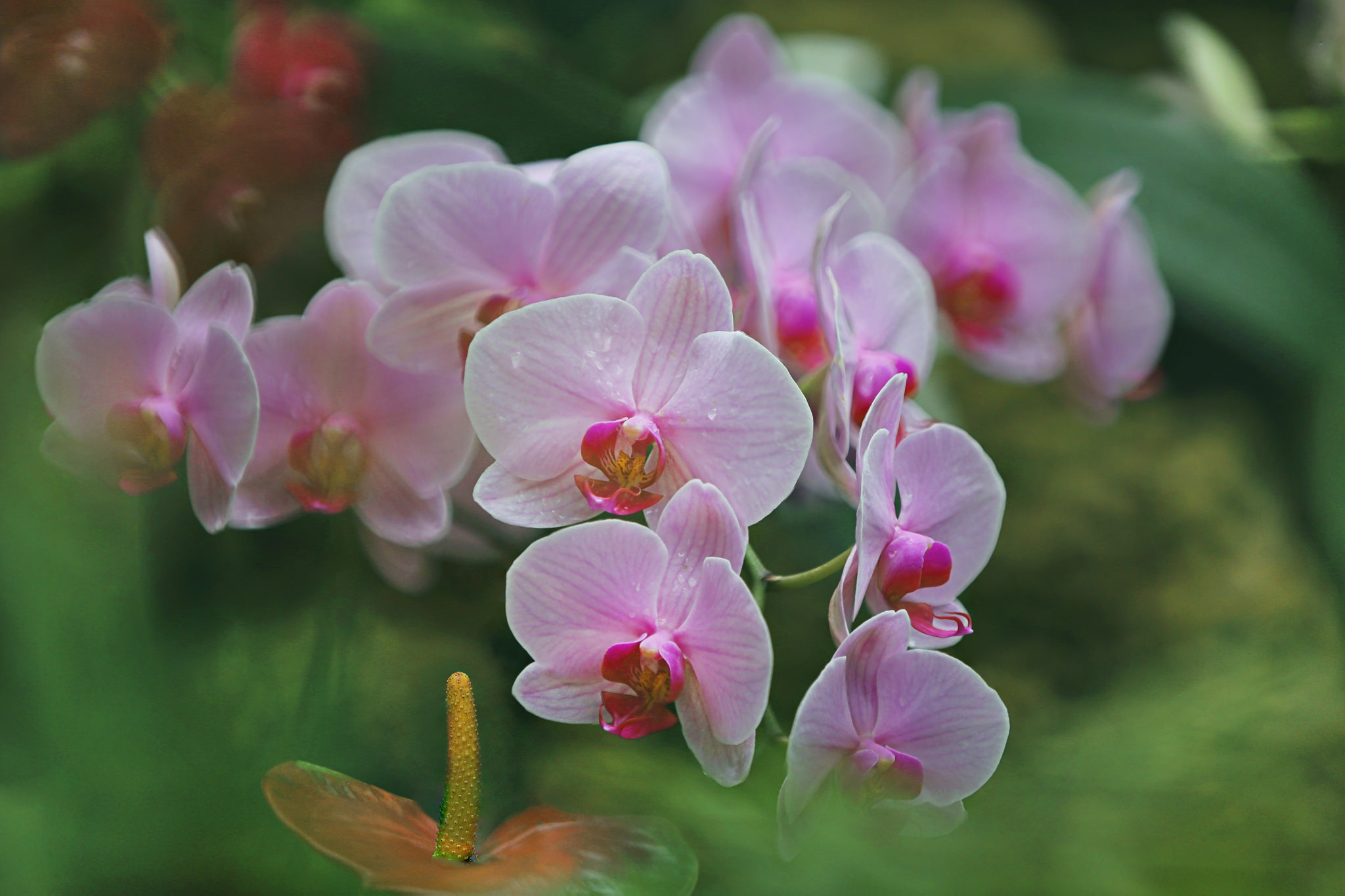 378730 Salvapantallas y fondos de pantalla Orquídea en tu teléfono. Descarga imágenes de  gratis