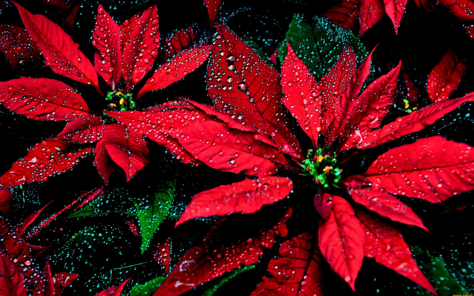 Poinsettia Tablet HD picture
