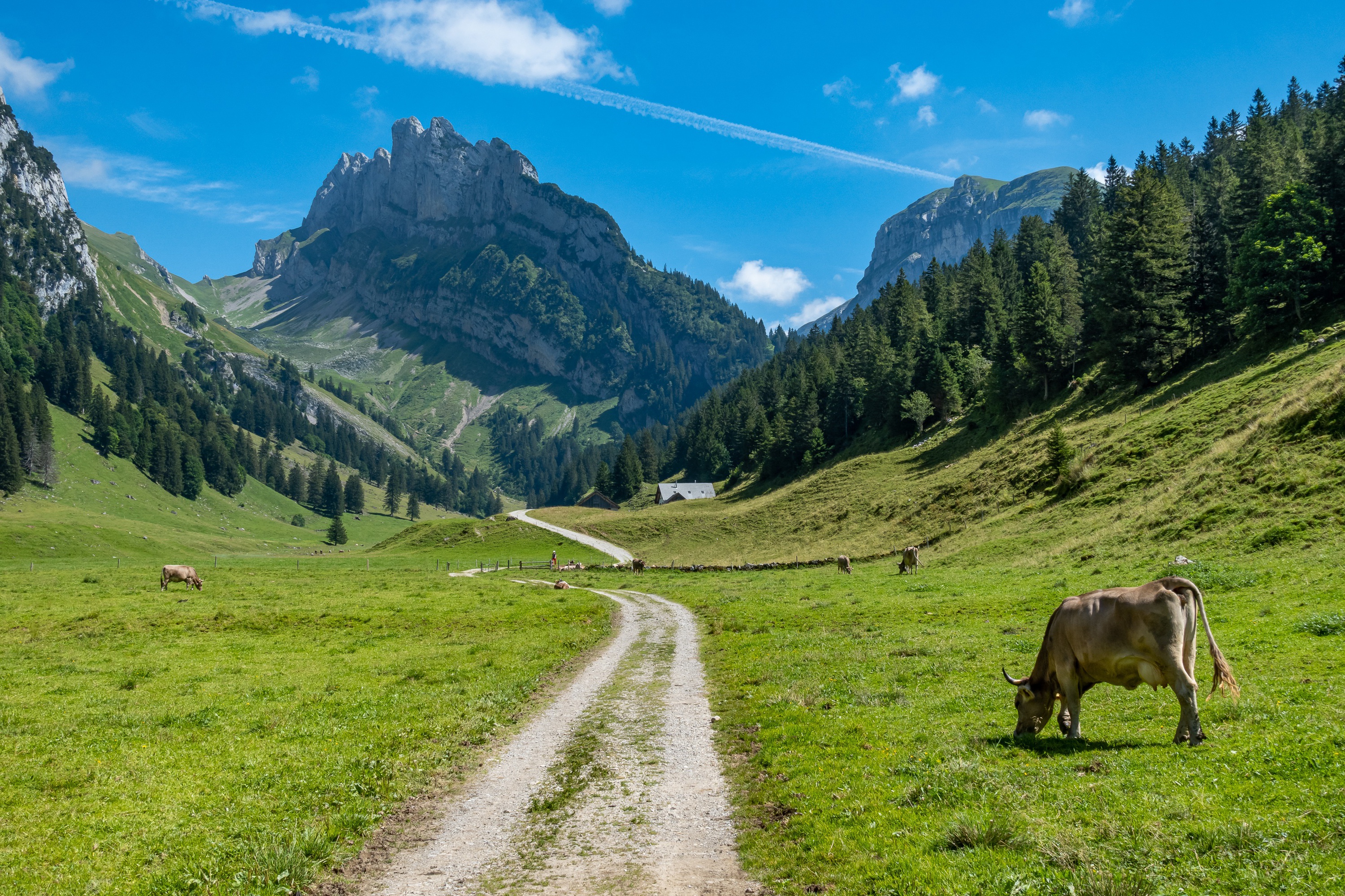 1002664 免費下載壁紙 动物, 牛, 阿尔卑斯山, 山, 牧场 屏保和圖片
