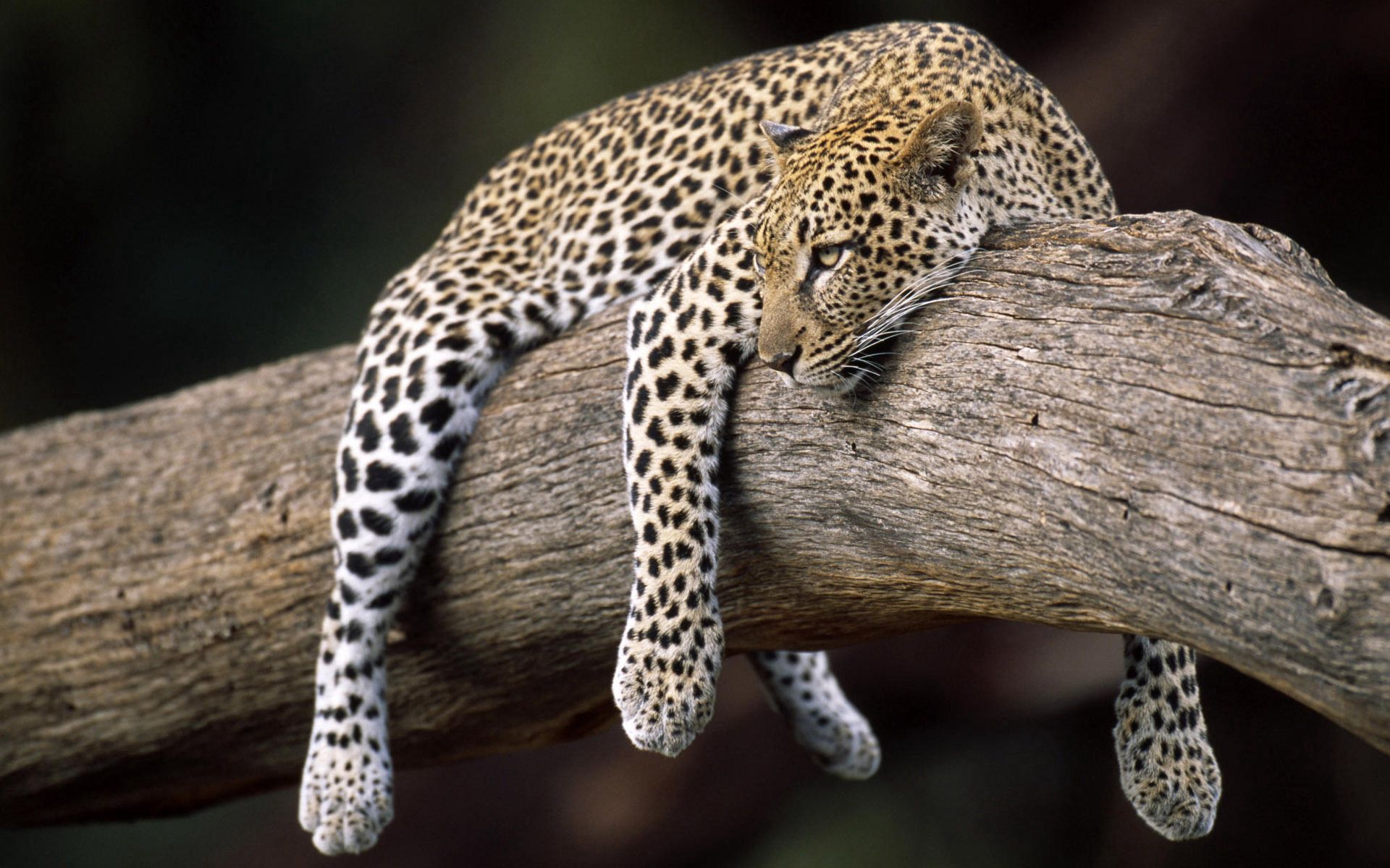 Baixar papel de parede para celular de Leopardo, Madeira, Árvore, Animais, Deitar Se, Mentir gratuito.