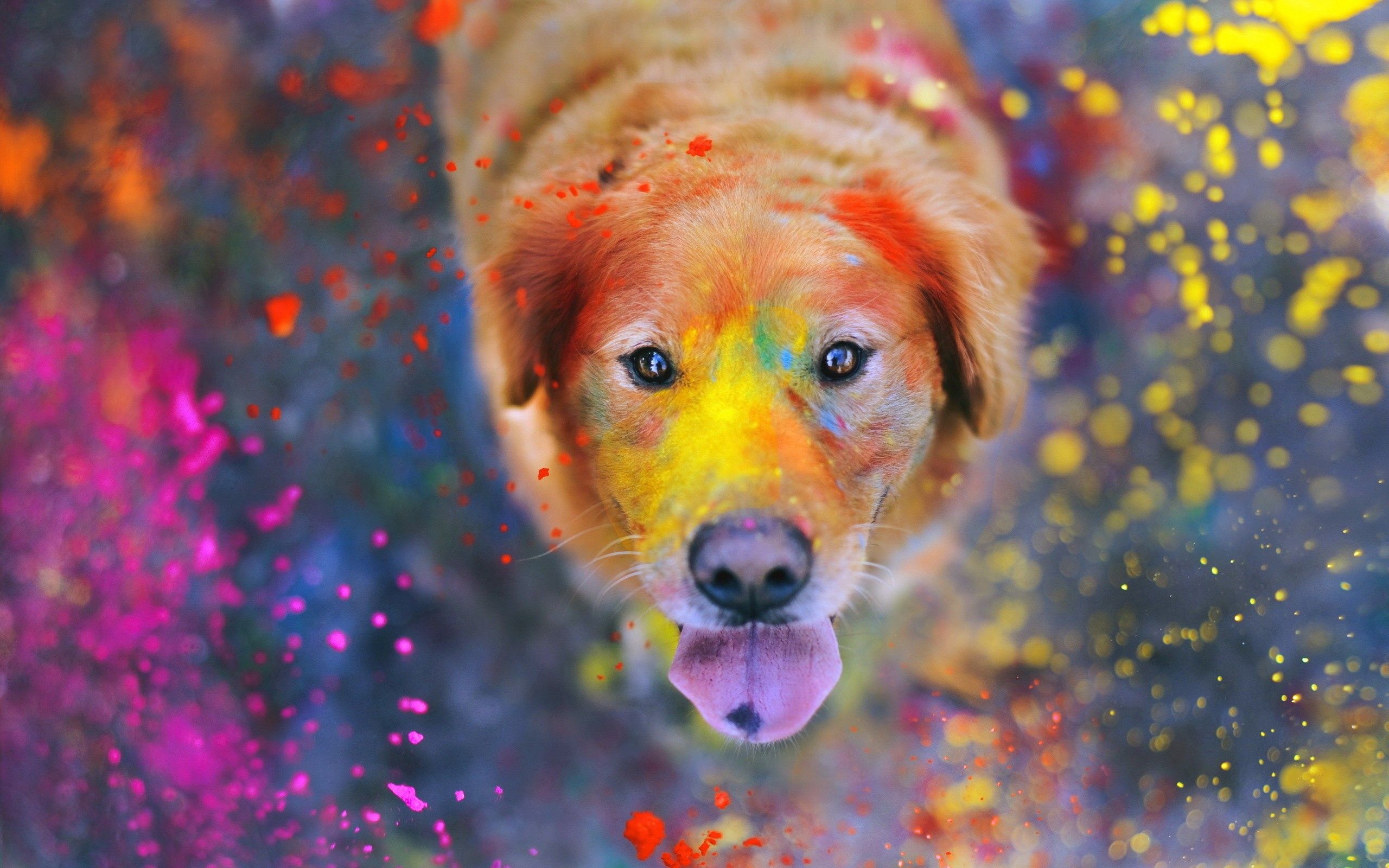 animals, dog, muzzle, spray, paint