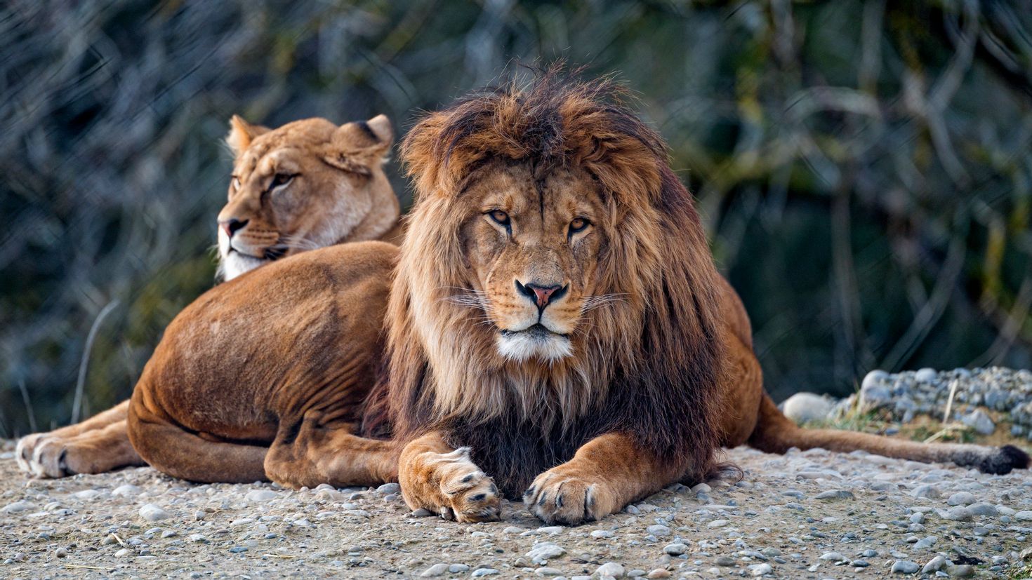 Картинка обои лев