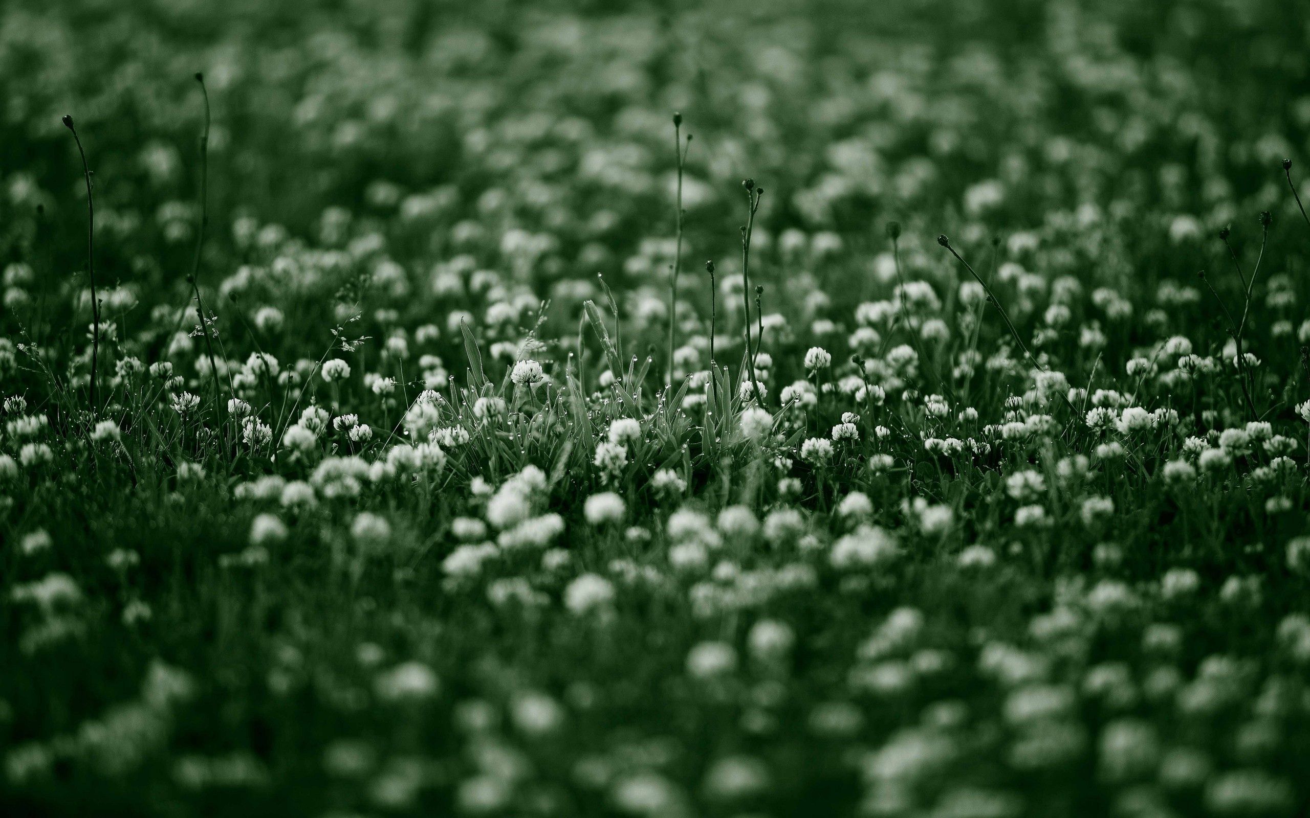 Free download wallpaper Flowers, Grass, Macro, Surface, Background on your PC desktop