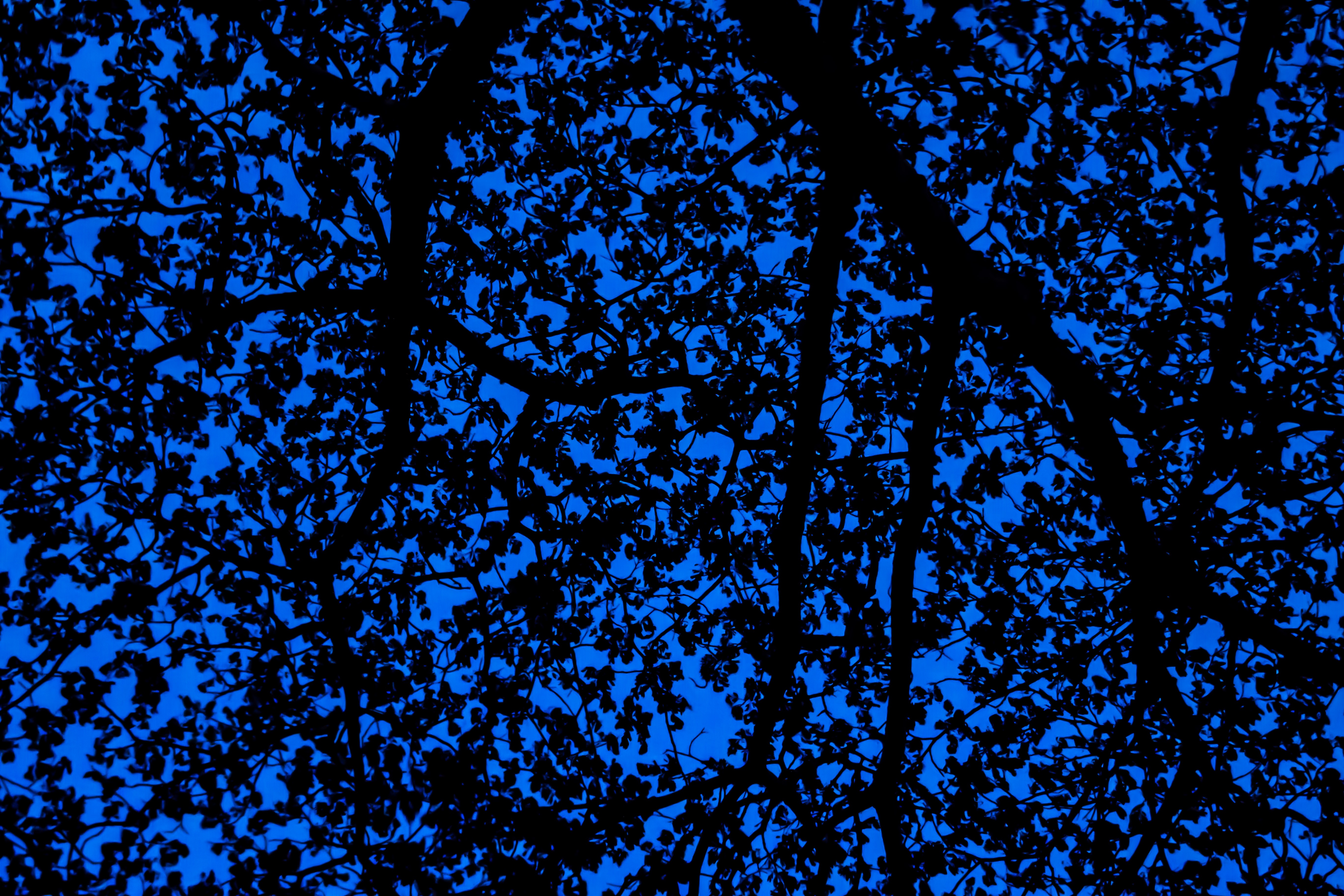 Download mobile wallpaper Pattern, Branches, Tree, Sky, Leaves, Wood, Dark for free.