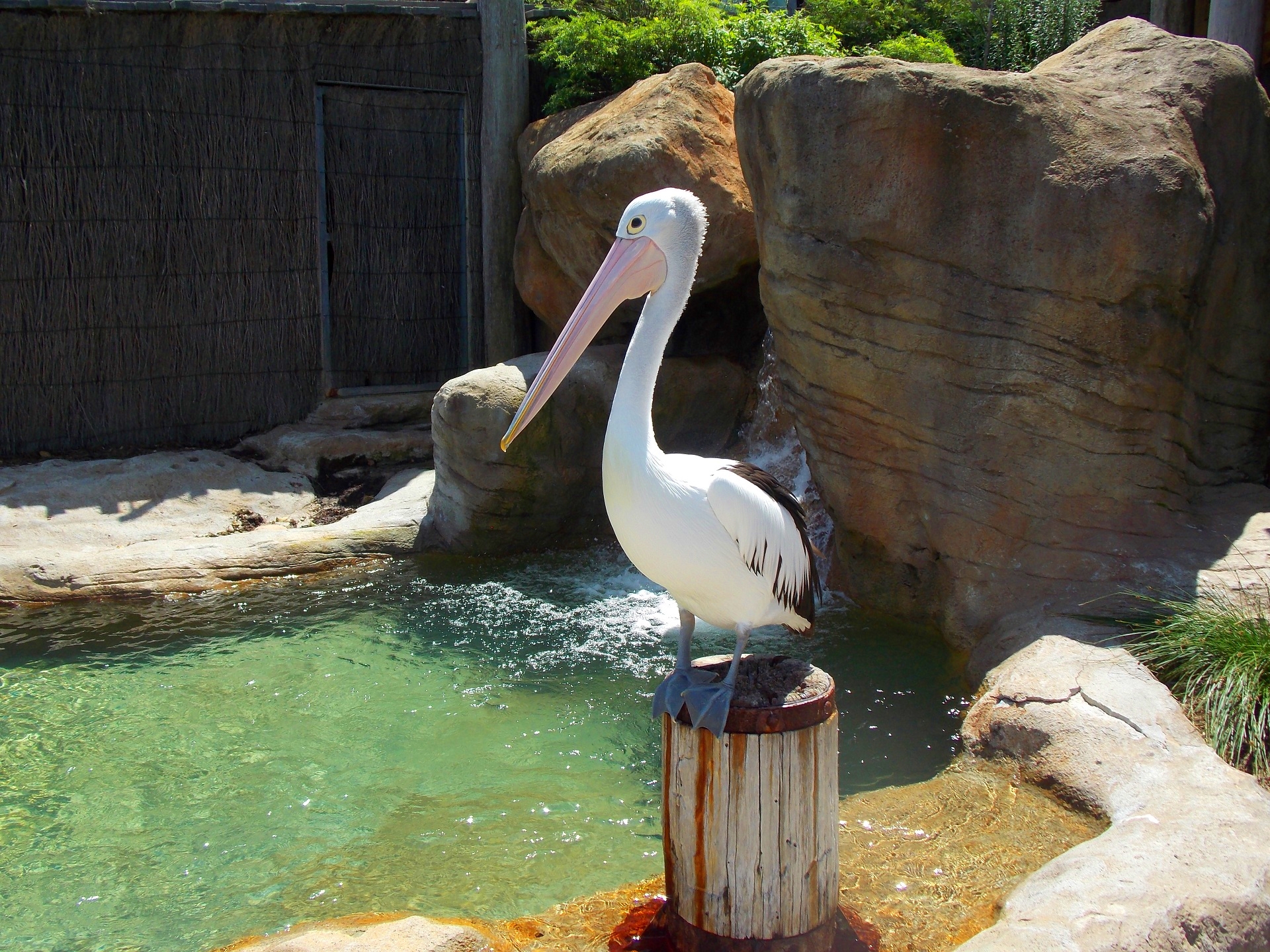 animal, pelican, bird, zoo, birds Free Stock Photo