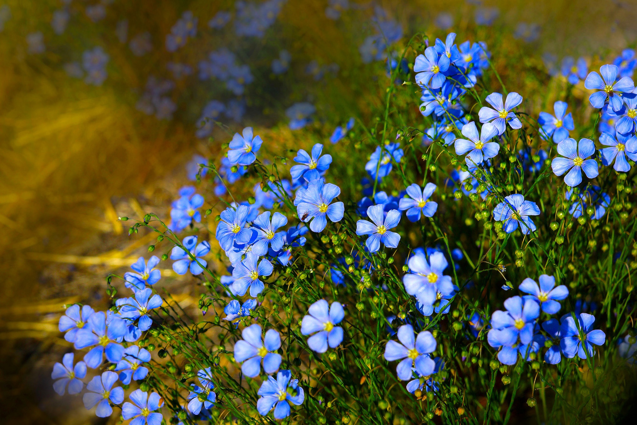 421112 descargar fondo de pantalla tierra/naturaleza, nomeolvides, flor azul, flor, flores: protectores de pantalla e imágenes gratis