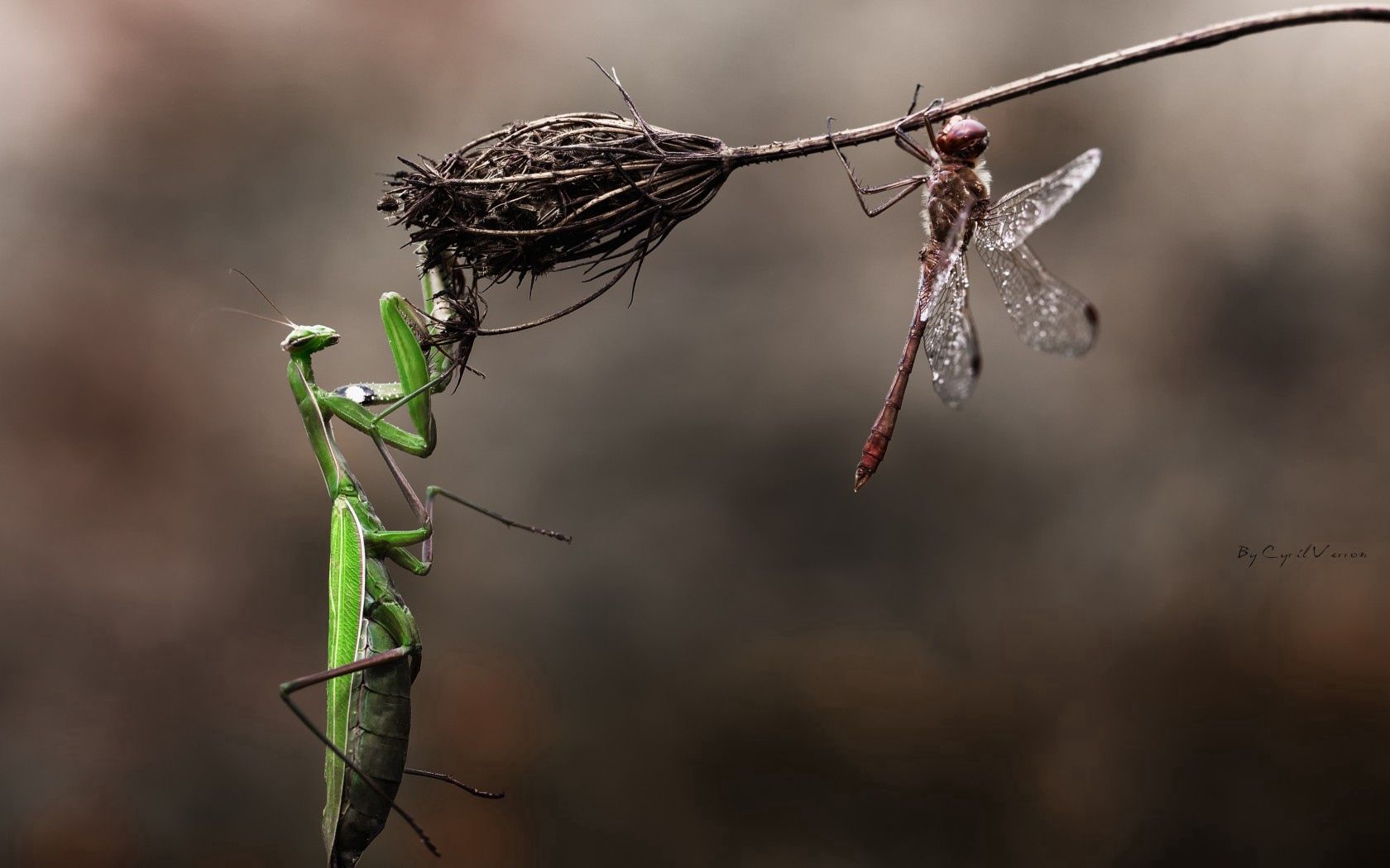 animals, insects, flower, macro, mantis, dry, blade of grass, blade, dragonfly, danger