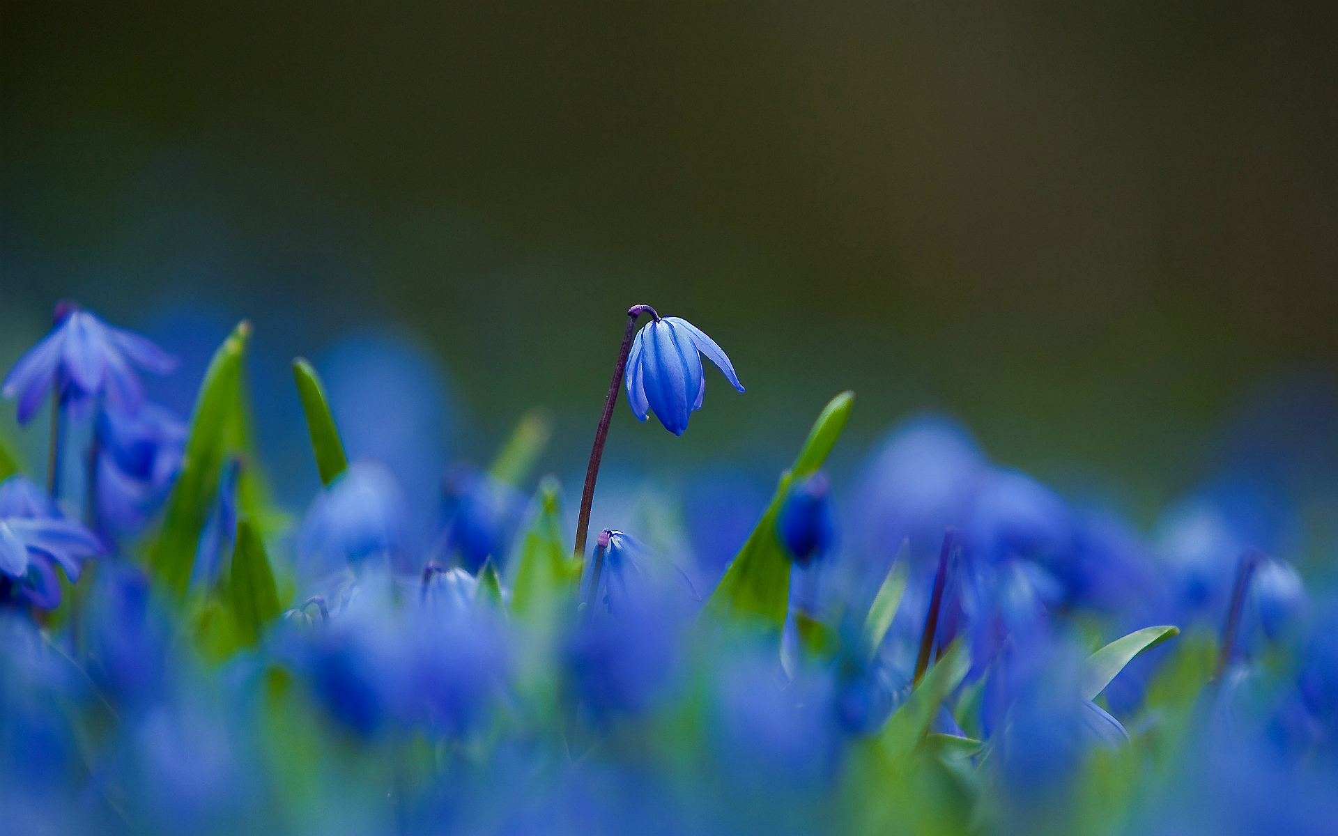 Весна синие цветы
