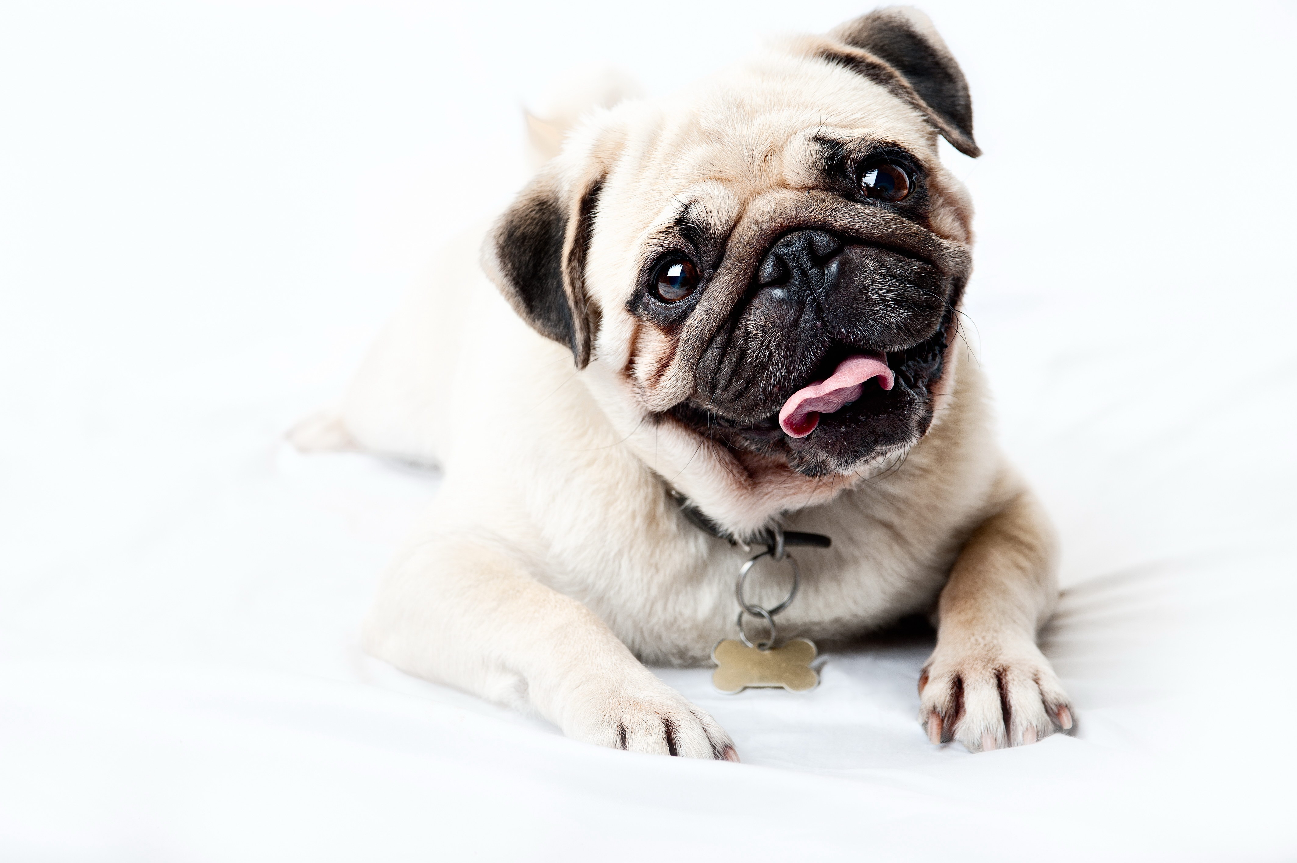 puppy, muzzle, animals, sight, opinion, pug, satisfied, content HD wallpaper