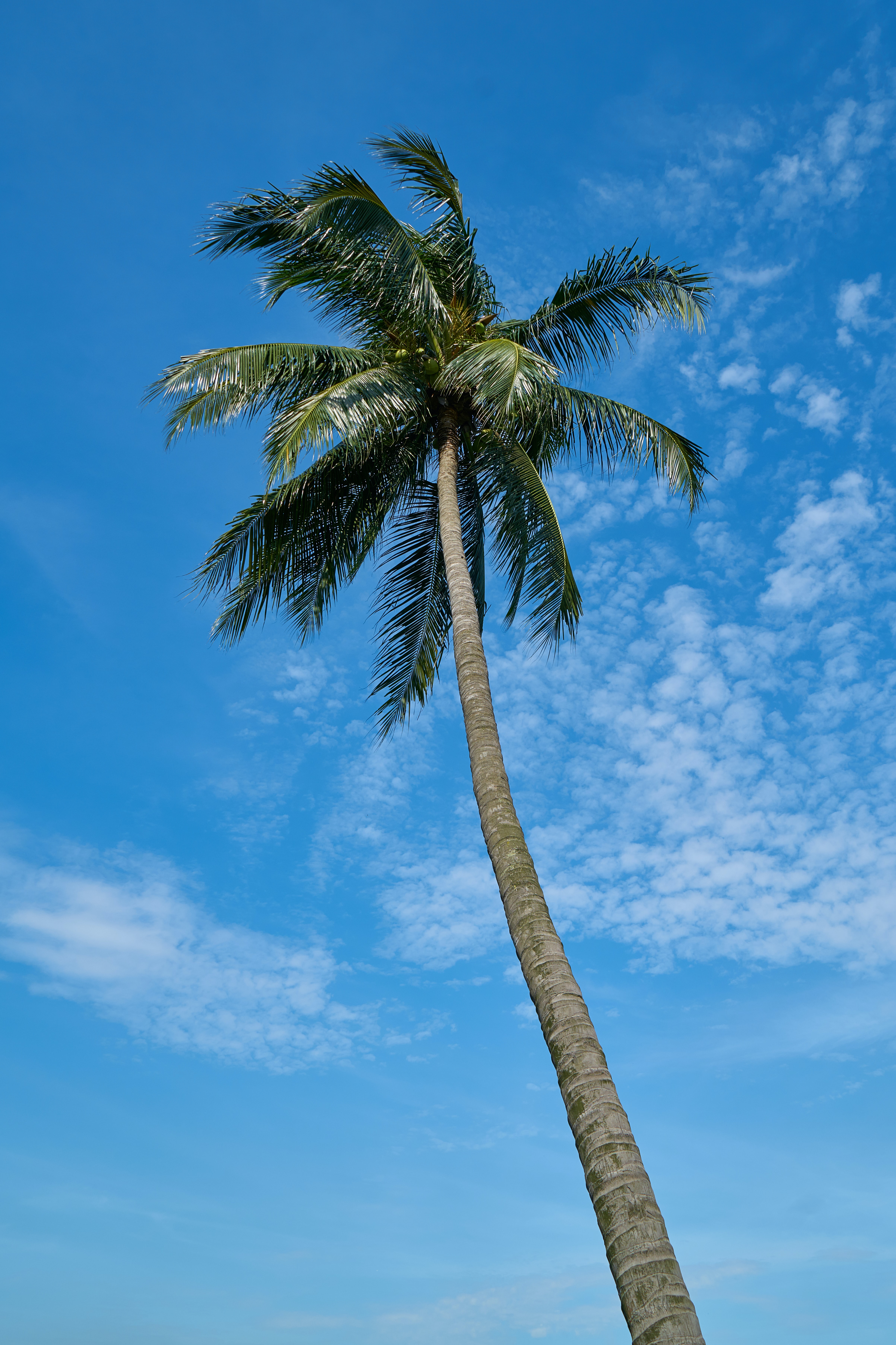 palm, nature, sky, clouds, tropics 32K