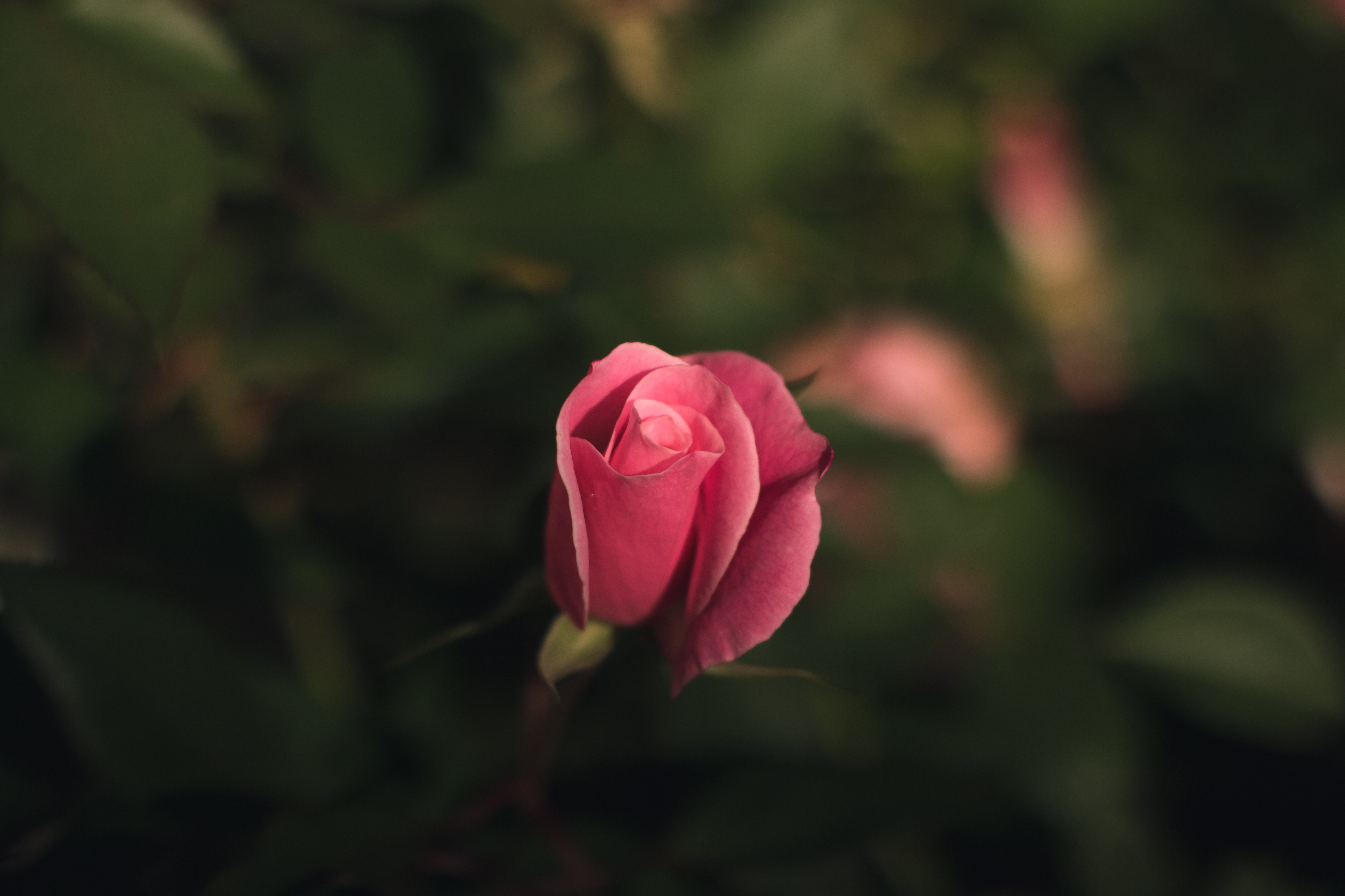 69570 завантажити шпалери роза, квіти, троянда, бутон, брунька, розмитість, гладкою, рожевий - заставки і картинки безкоштовно