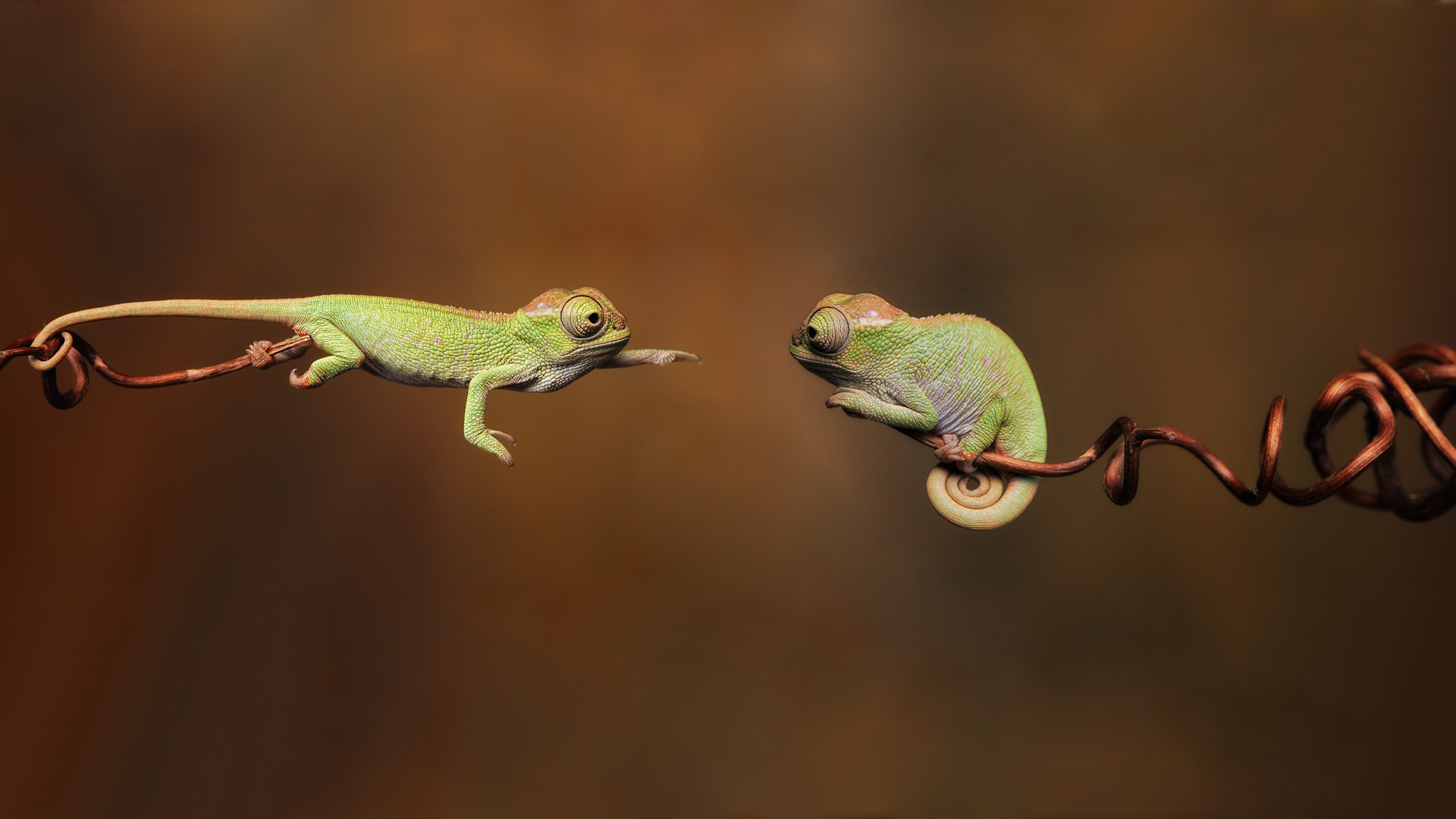 chameleon, animal, reptiles