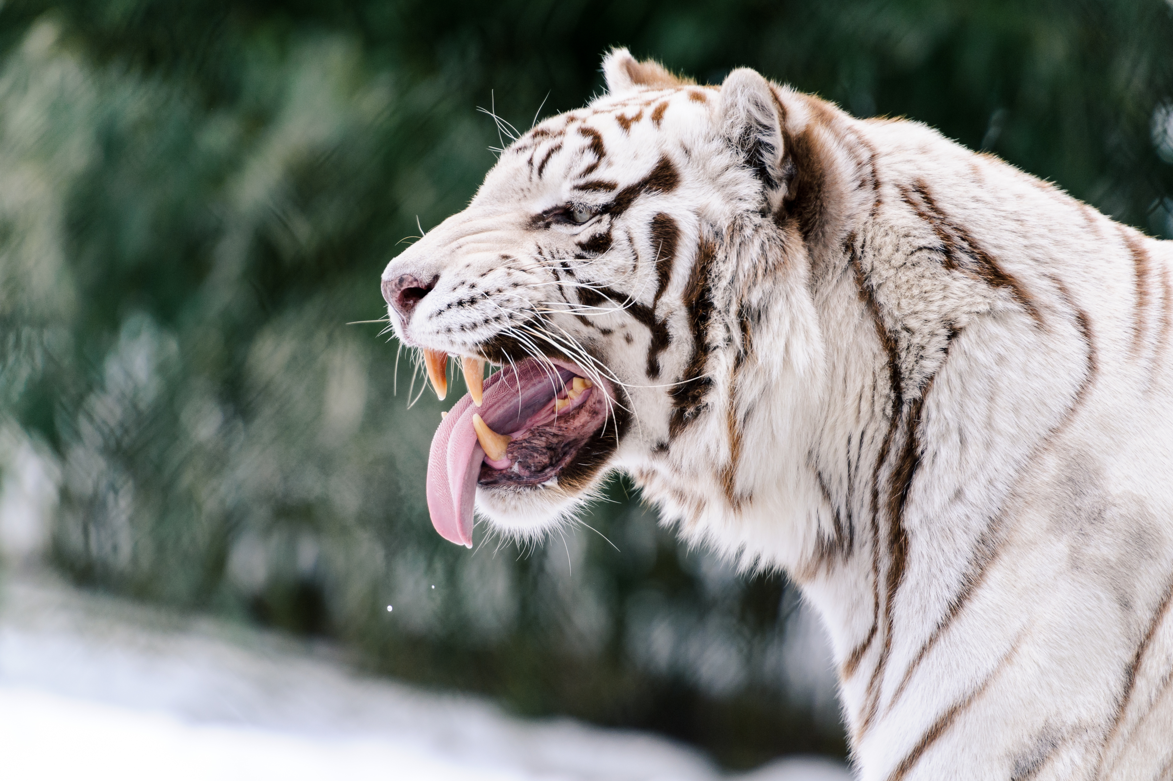 Download mobile wallpaper Tongue Stuck Out, Protruding Tongue, Animals, Predator, Grin, White Tiger for free.