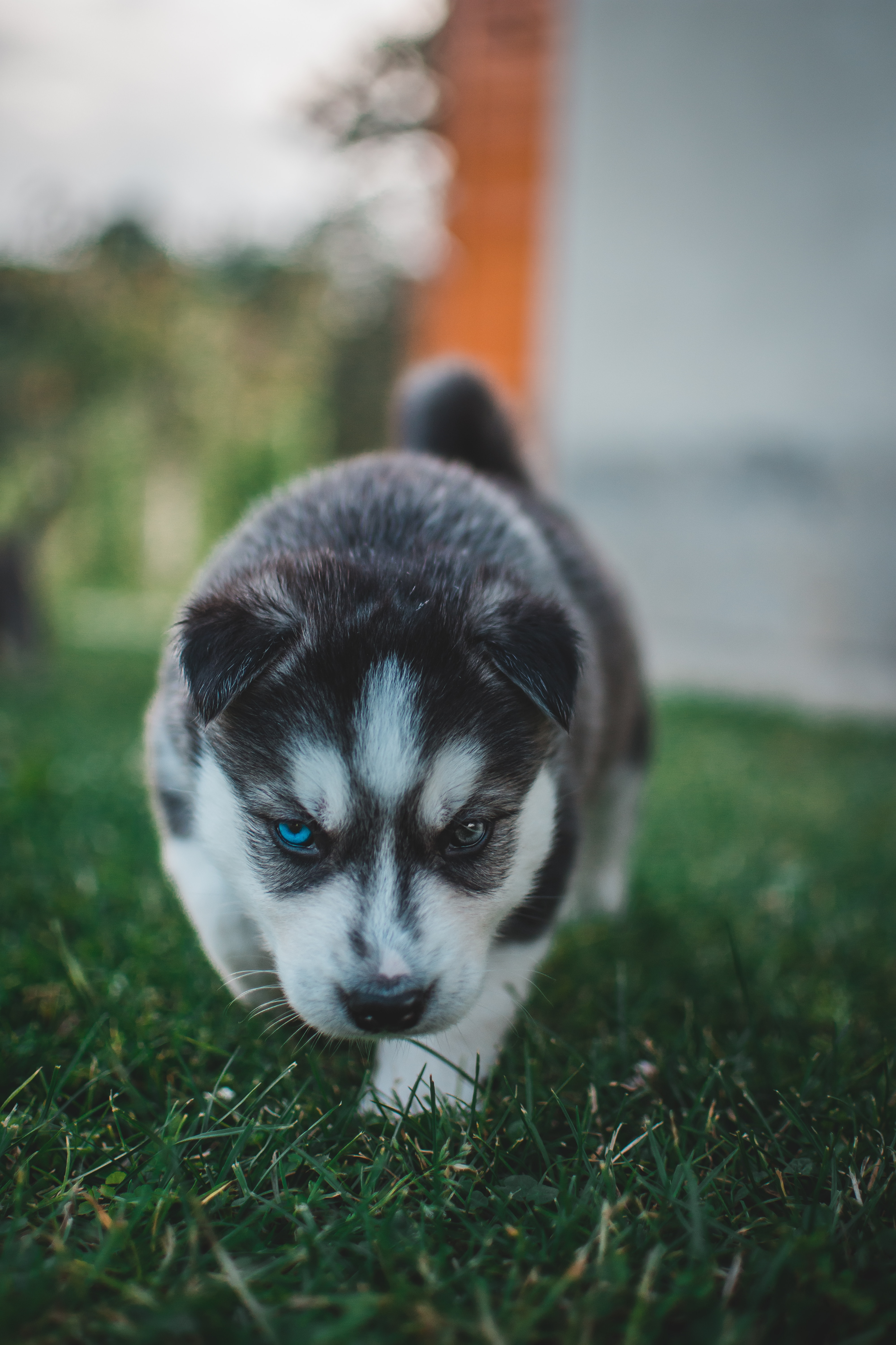 husky, dog, nice, puppy, animals, sweetheart, heterochromia iphone wallpaper