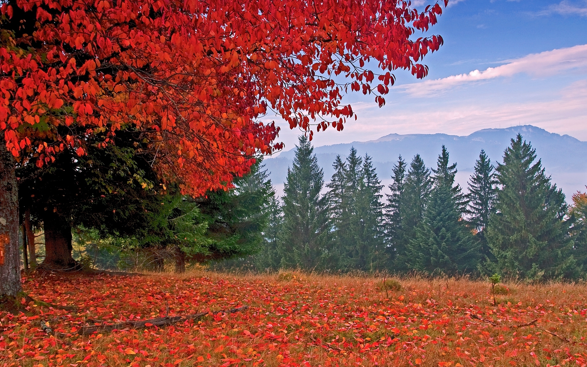 Handy-Wallpaper Bäume, Feiertage, Herbst kostenlos herunterladen.
