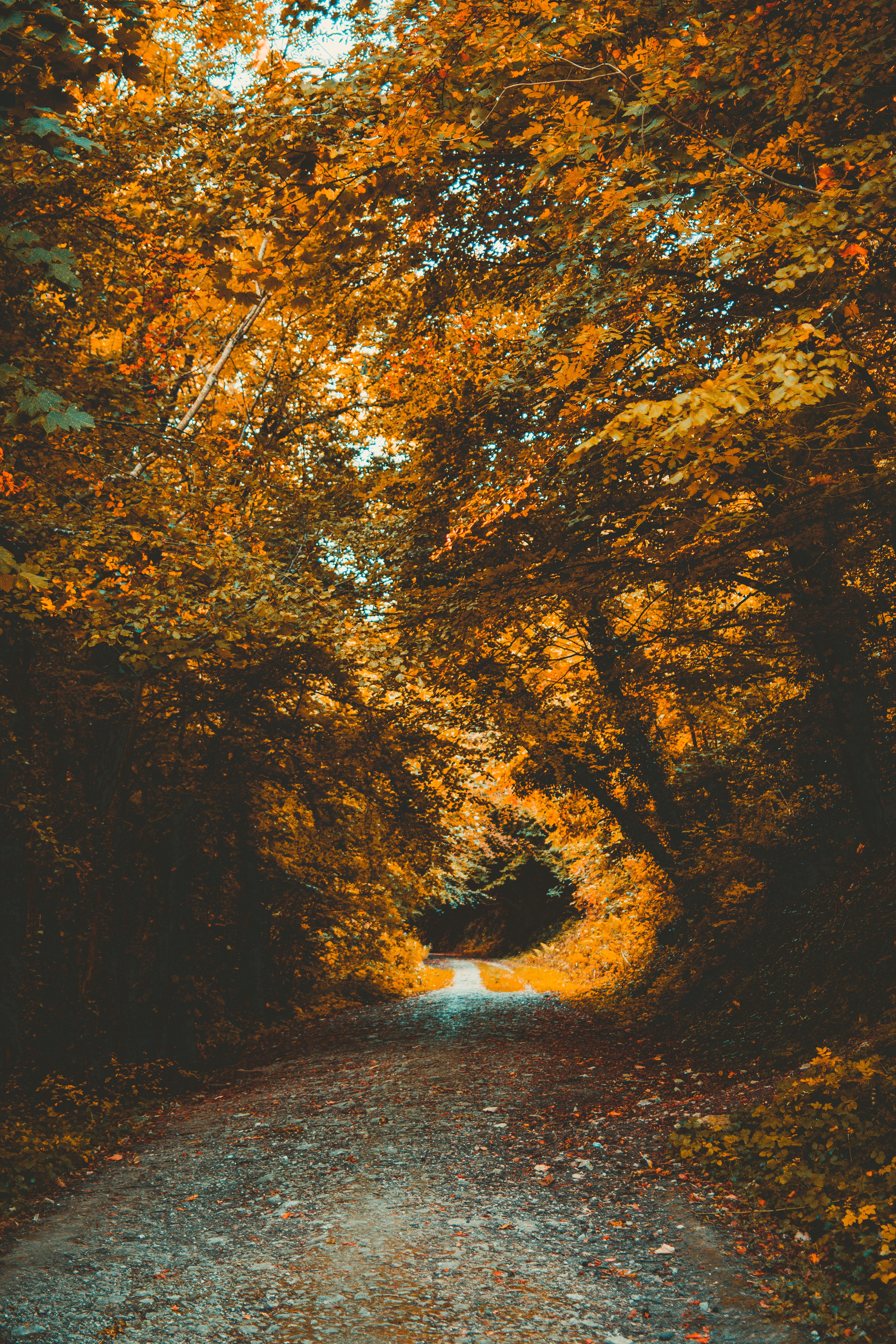 Download mobile wallpaper Foliage, Path, Forest, Trees, Park, Nature, Autumn for free.