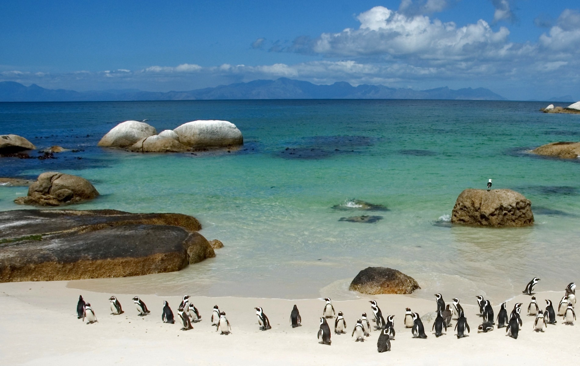 Baixe gratuitamente a imagem Animais, Pinguins, Pedras, Céu, Mar, Areia, Costa, Banco, Oceano na área de trabalho do seu PC