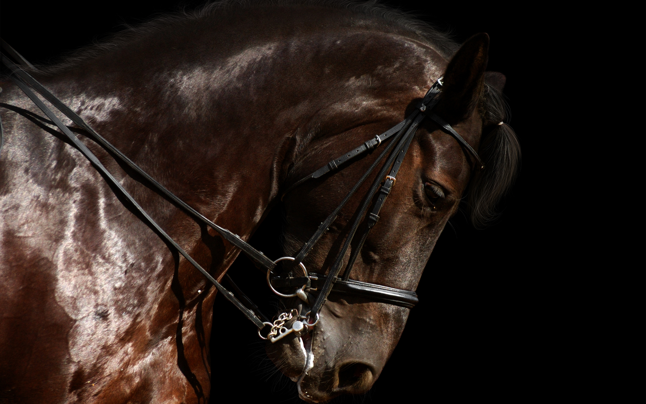 Портрет лошади на черном фоне