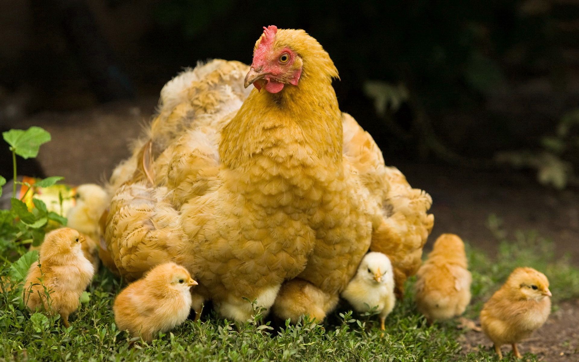 118827 скачать обои курица, цыплята, прогулка, птицы, животные, детеныши - заставки и картинки бесплатно
