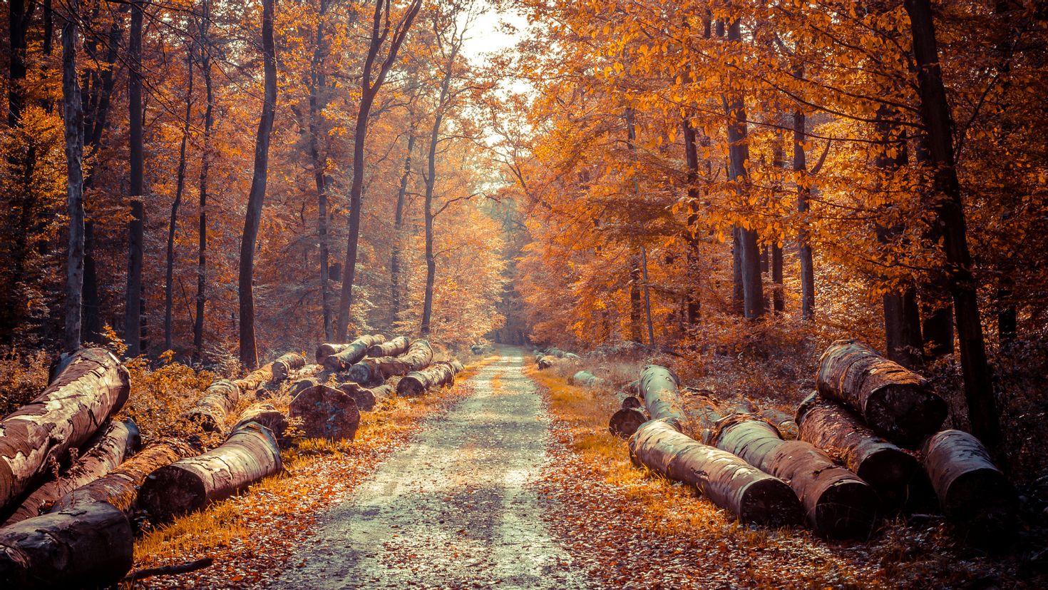 Fall отзывы. Осенний лес. Осенние обои. Осенний лес 4к. Осень HD.