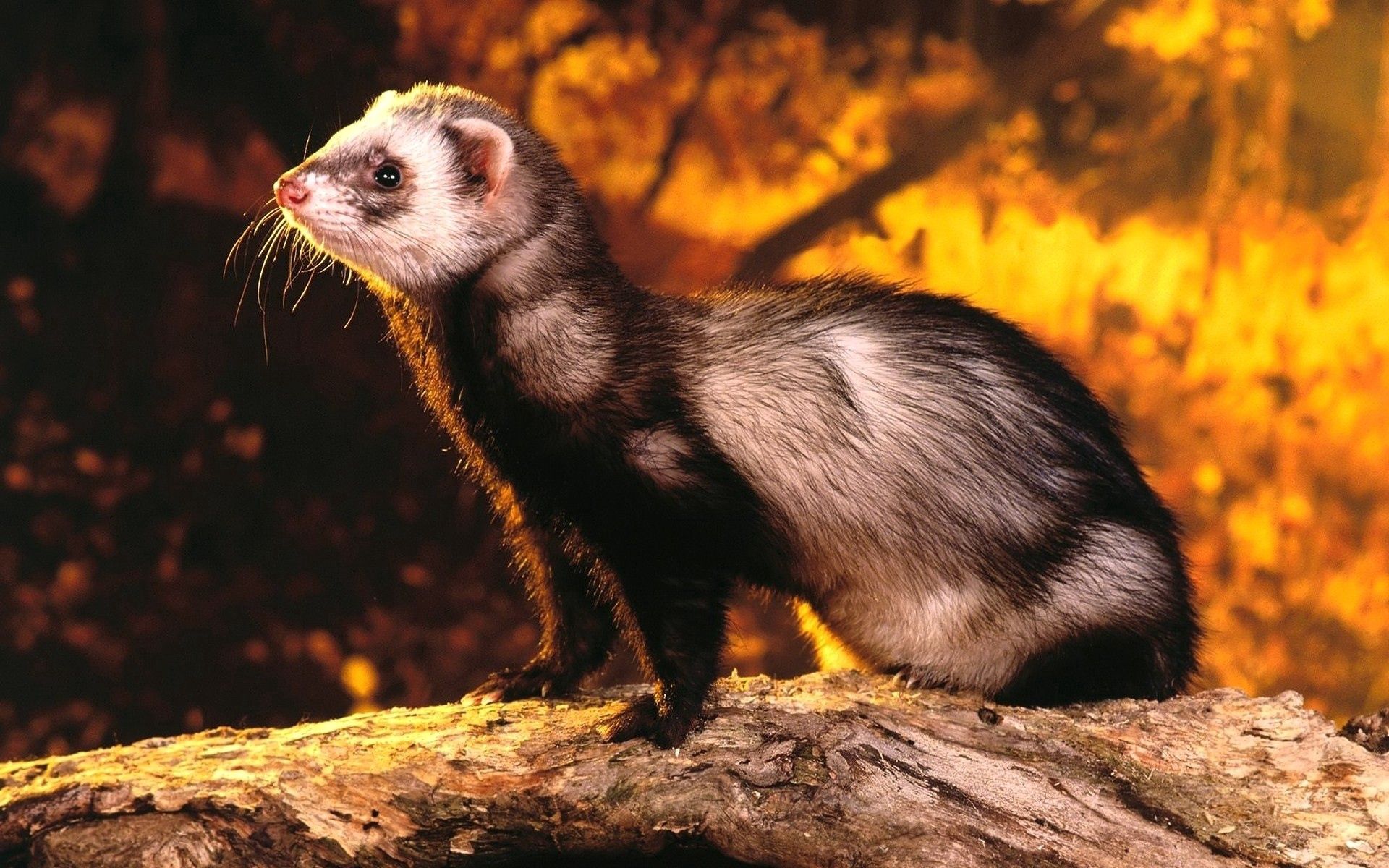 New Lock Screen Wallpapers ferret, animals, nature, sight, opinion, hunting, hunt, polecat, mongoose