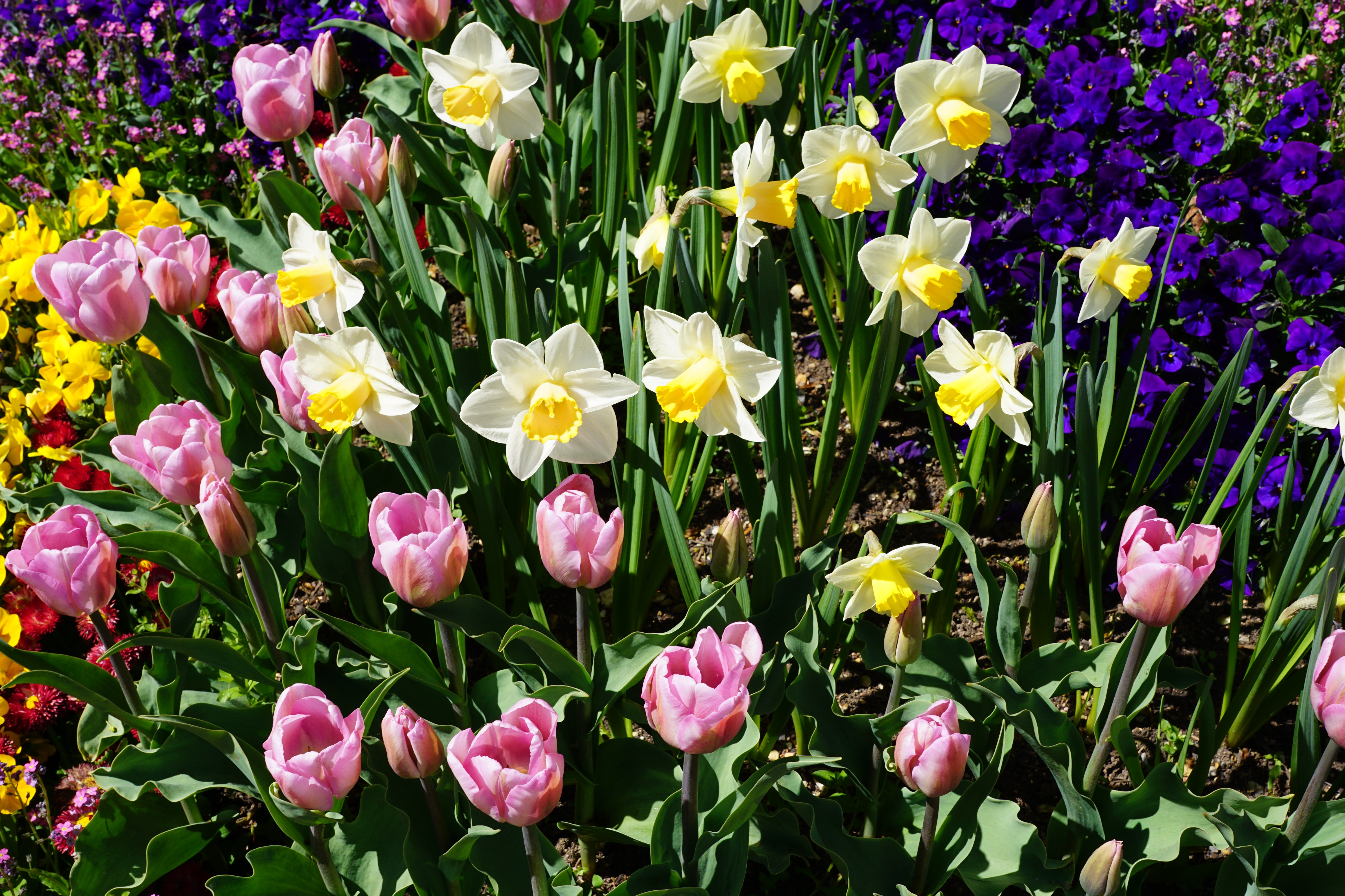 Laden Sie das Narzissen, Blumenbeet, Blumen, Tulpen-Bild kostenlos auf Ihren PC-Desktop herunter