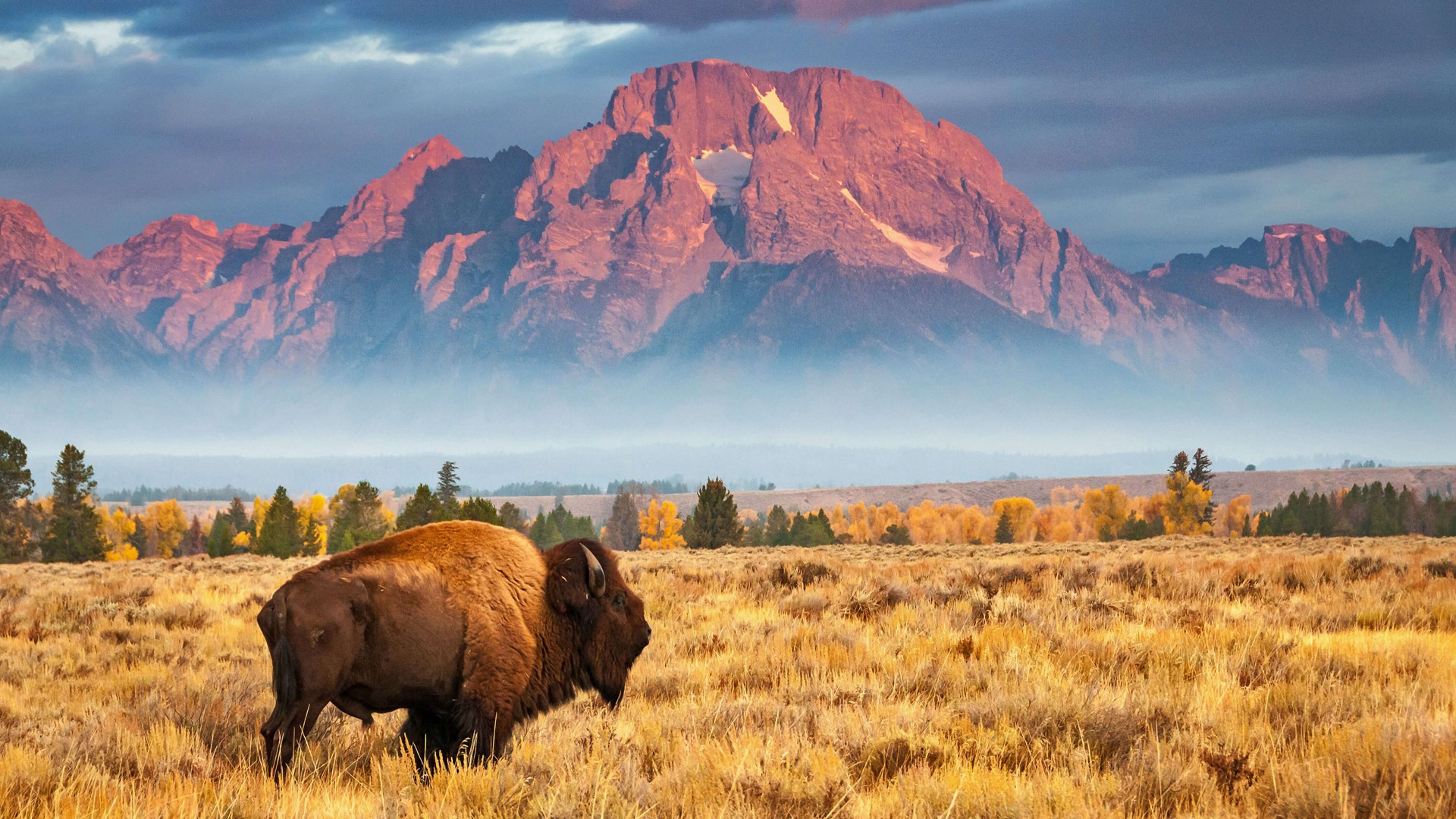 1000916 Bild herunterladen tiere, amerikanischer bison, grand teton nationalpark, vereinigte staaten von amerika, wyoming - Hintergrundbilder und Bildschirmschoner kostenlos