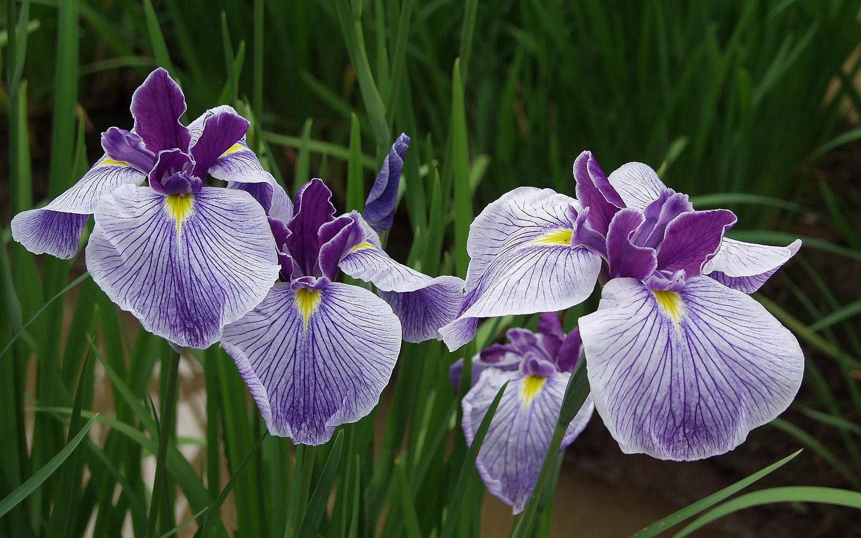 Die besten Irises-Hintergründe für den Telefonbildschirm