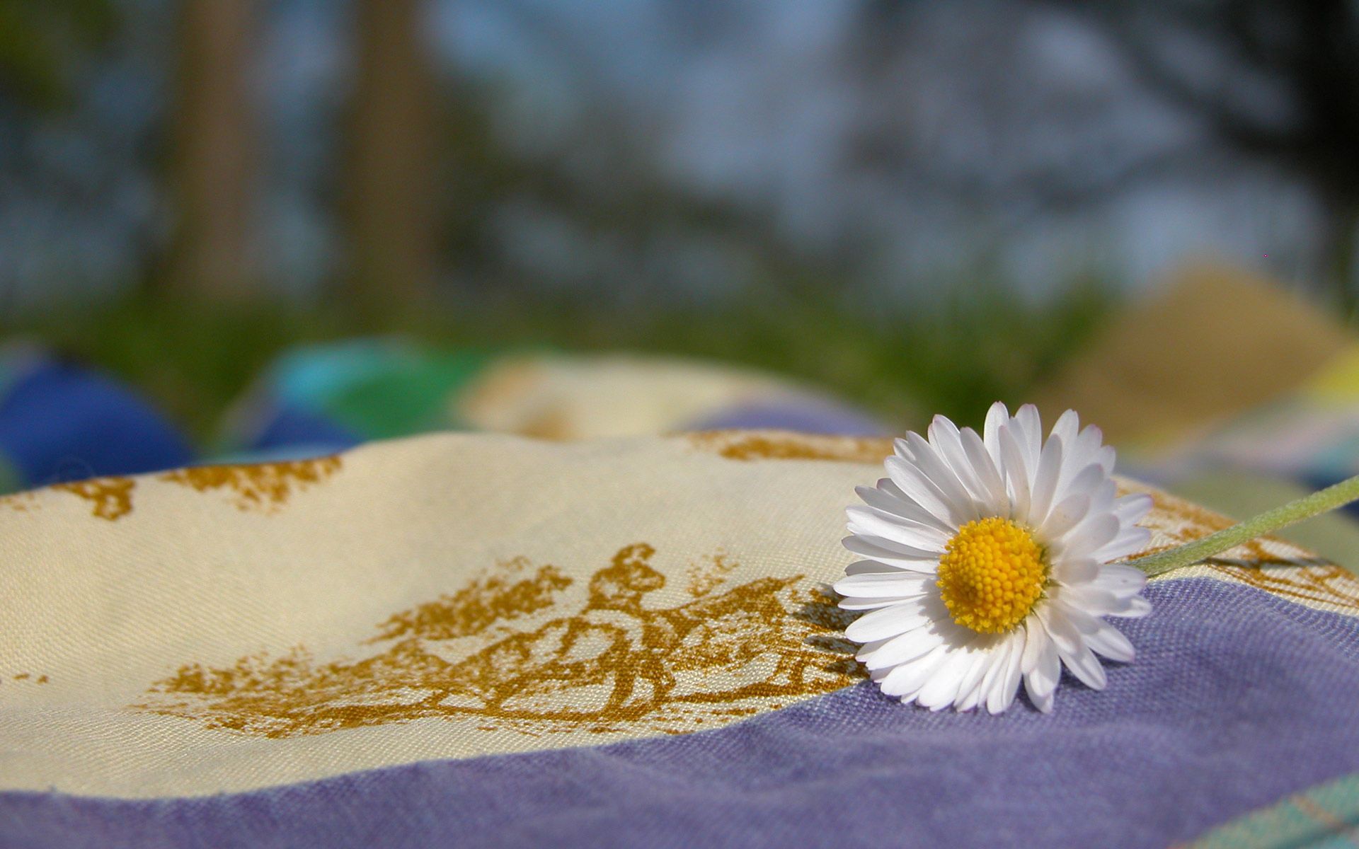 nature, flowers, camomile, flower, cloth, chamomile Panoramic Wallpaper