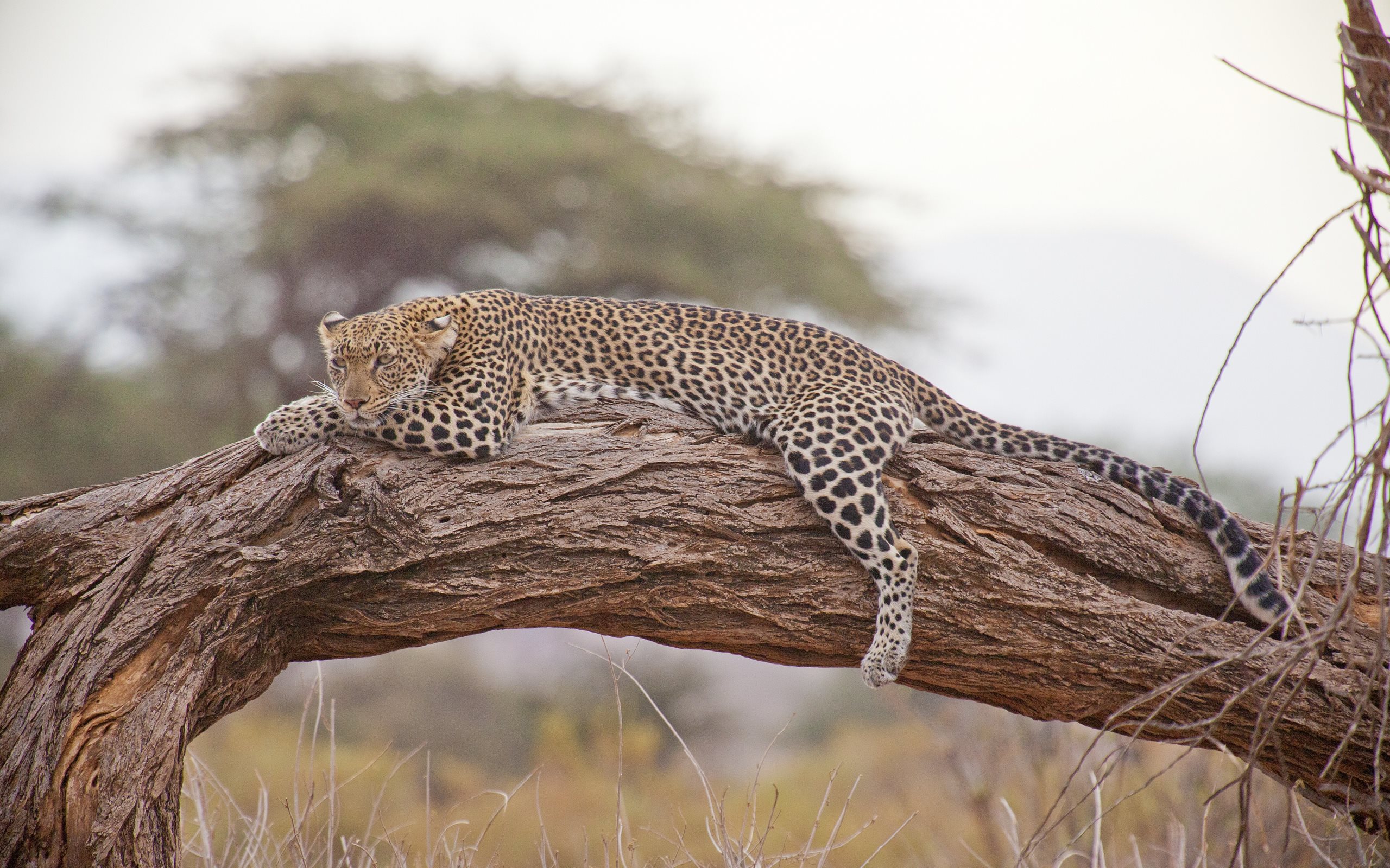 367944 Bild herunterladen tiere, leopard, afrika, katze, katzen - Hintergrundbilder und Bildschirmschoner kostenlos