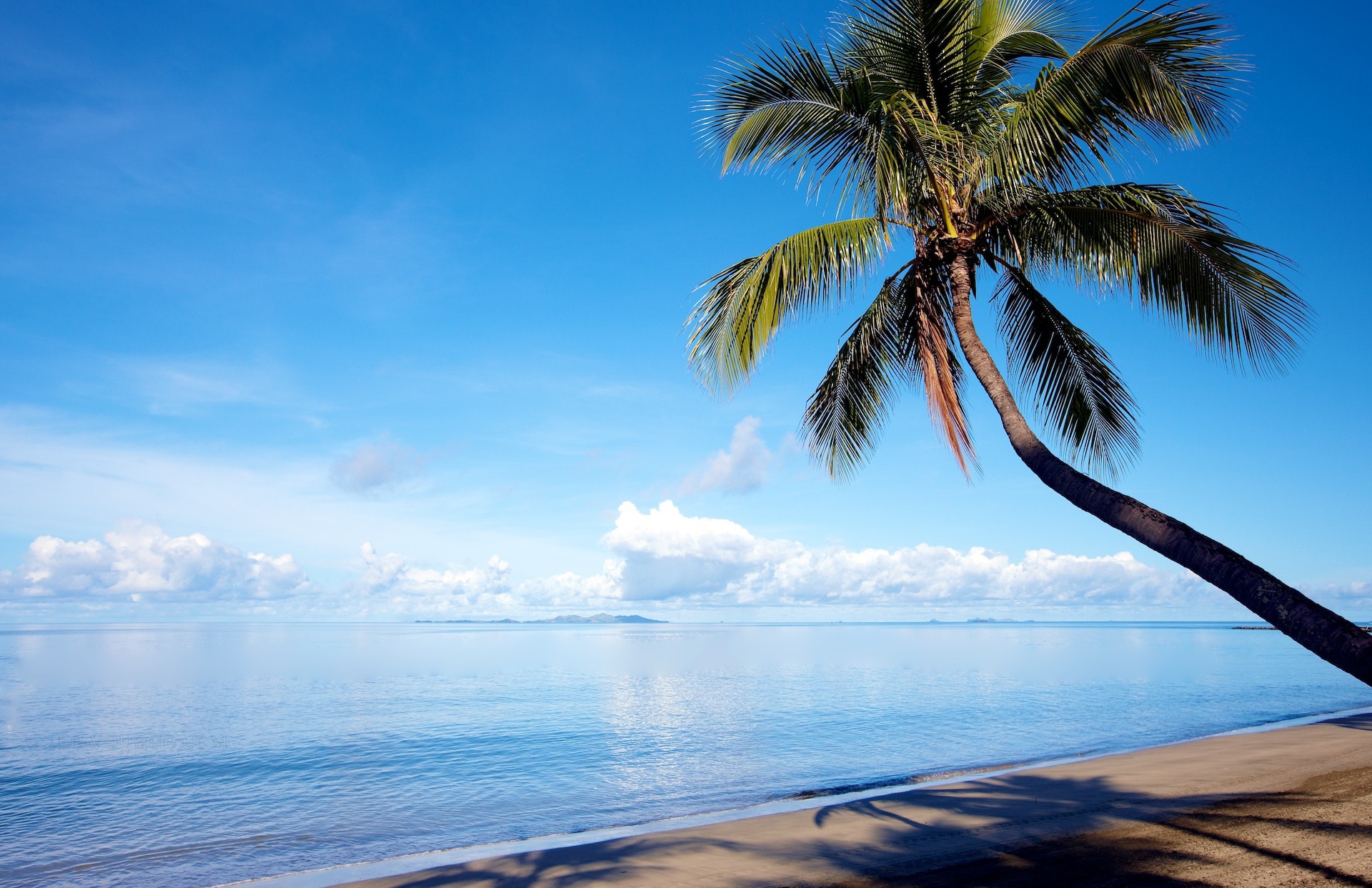 Океан бор. Пляж море Горизонт Пальма. Фиджи. Пальмы небо картинки. Обои пальмы пляж.