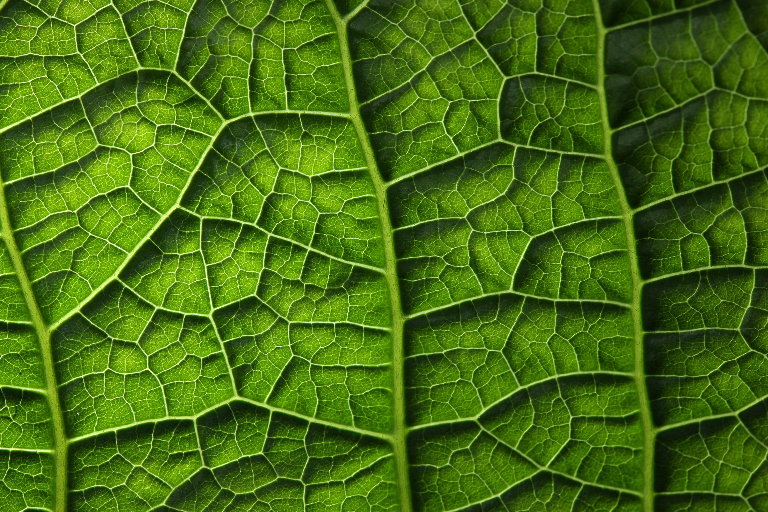Текстура листа растения