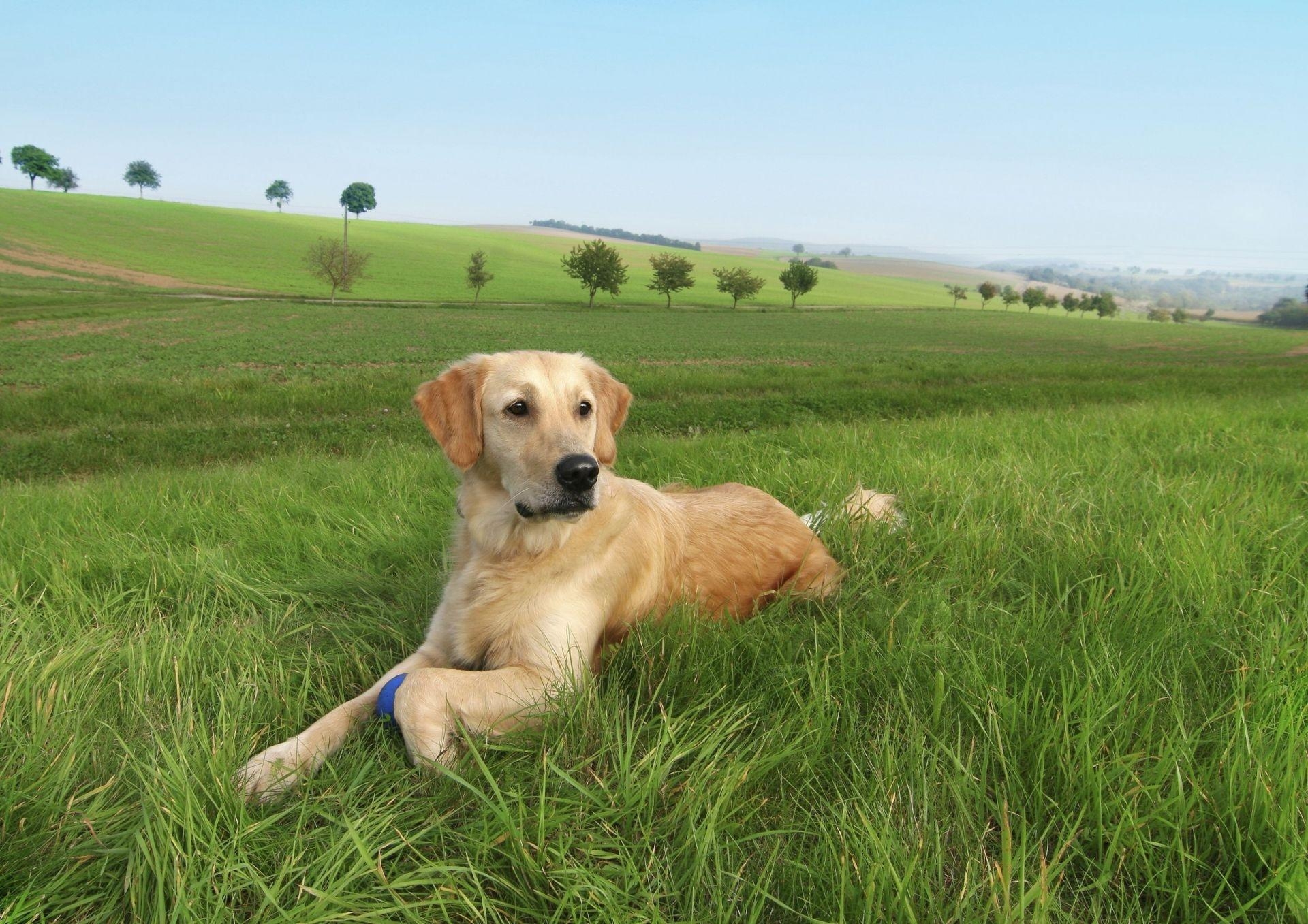 Laden Sie das Hund, Grass, Liegen, Labrador, Sich Hinlegen, Bäume, Tiere-Bild kostenlos auf Ihren PC-Desktop herunter