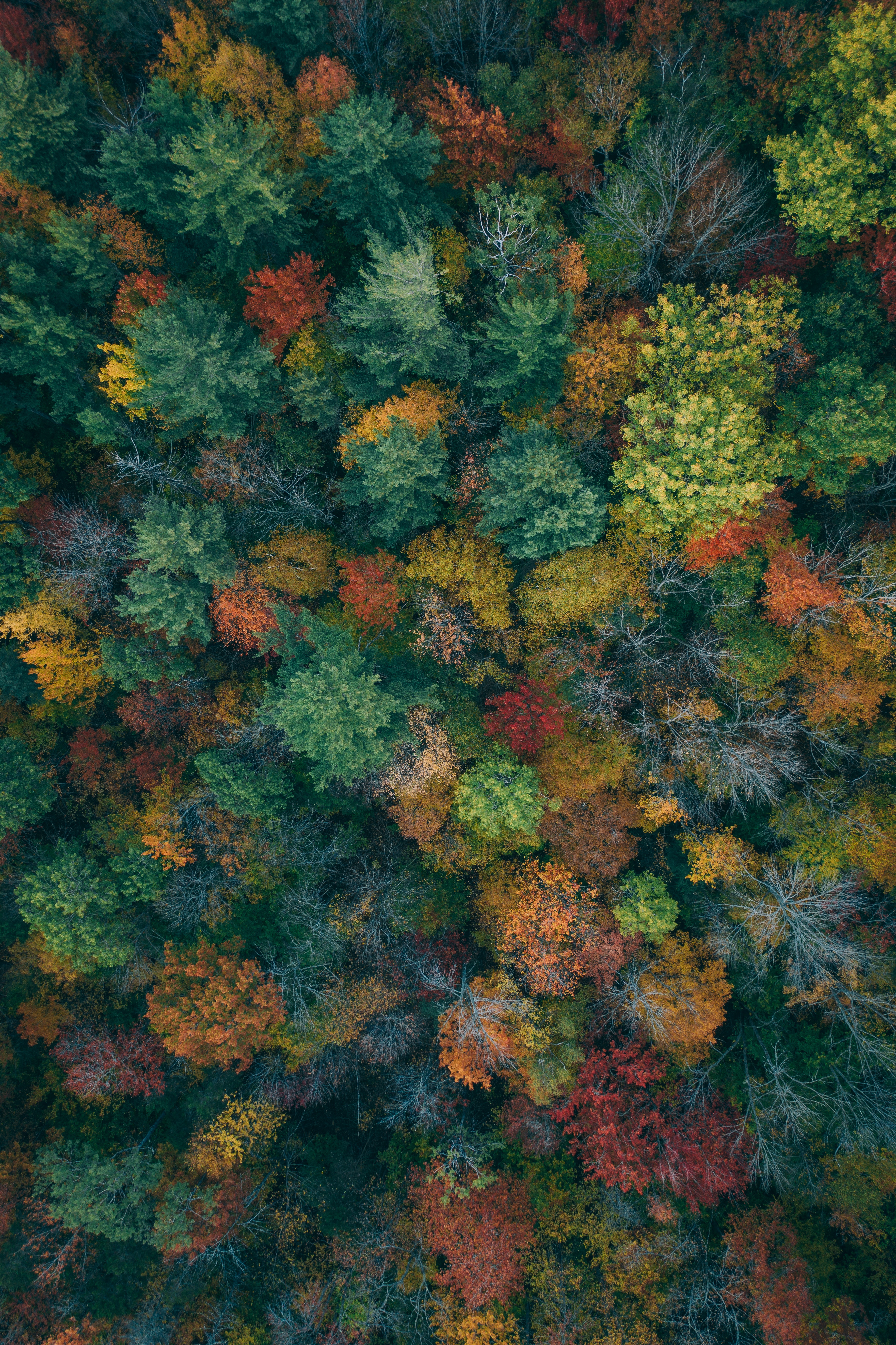 colorful, forest, nature, colourful, autumn paints, autumn colors, autumn, trees, view from above lock screen backgrounds
