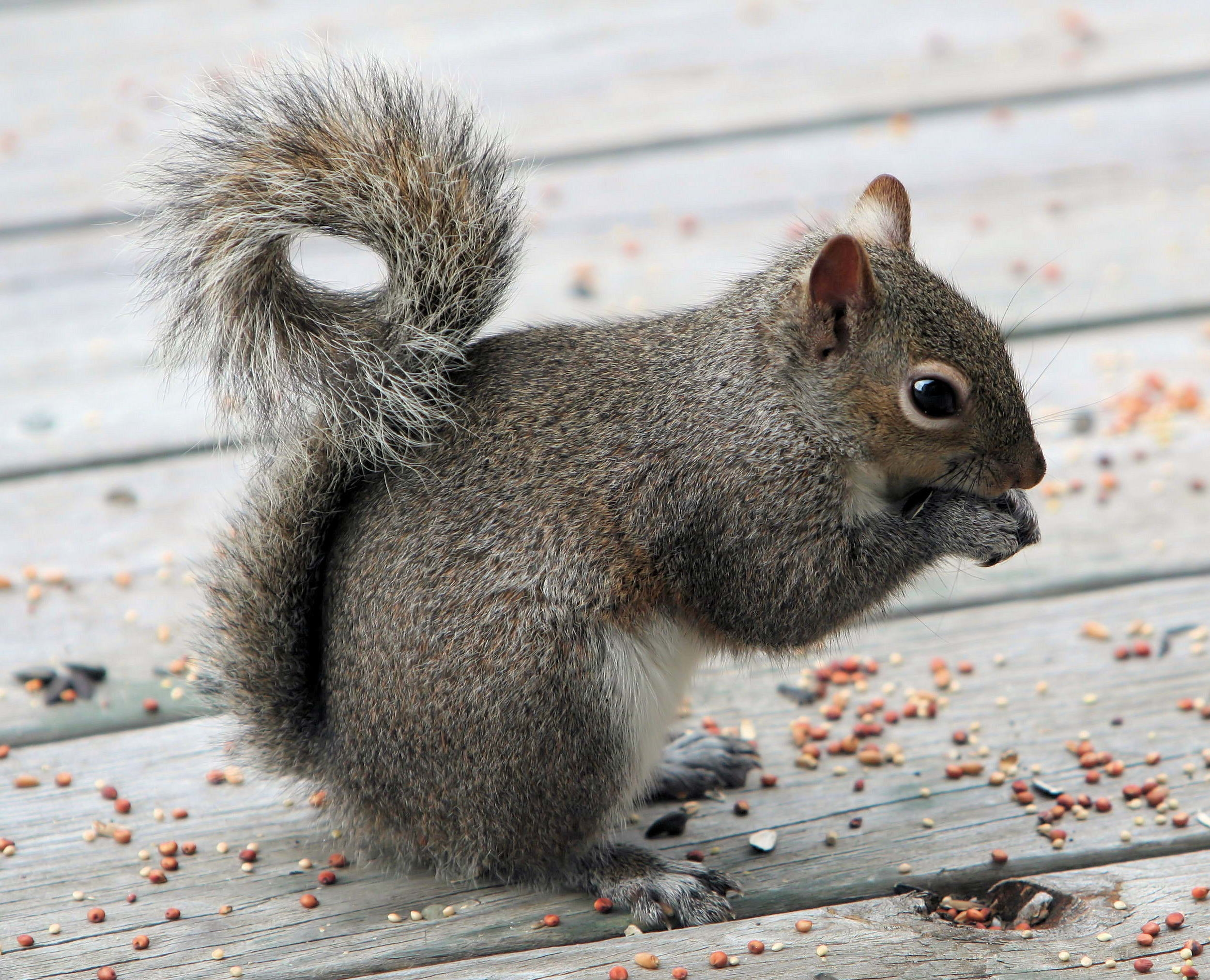 Free download wallpaper Animals, Food, Tail, Squirrel on your PC desktop