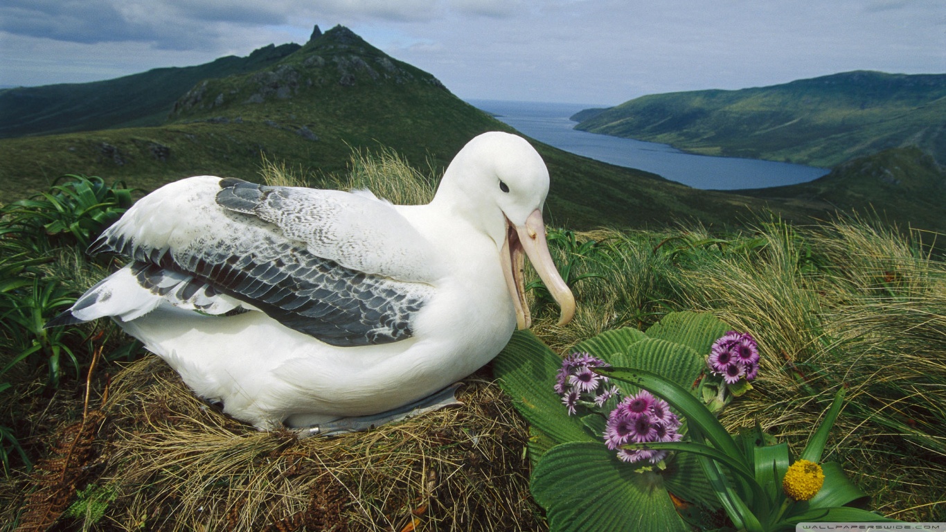 311500 Hintergrundbild herunterladen tiere, albatros, vögel - Bildschirmschoner und Bilder kostenlos