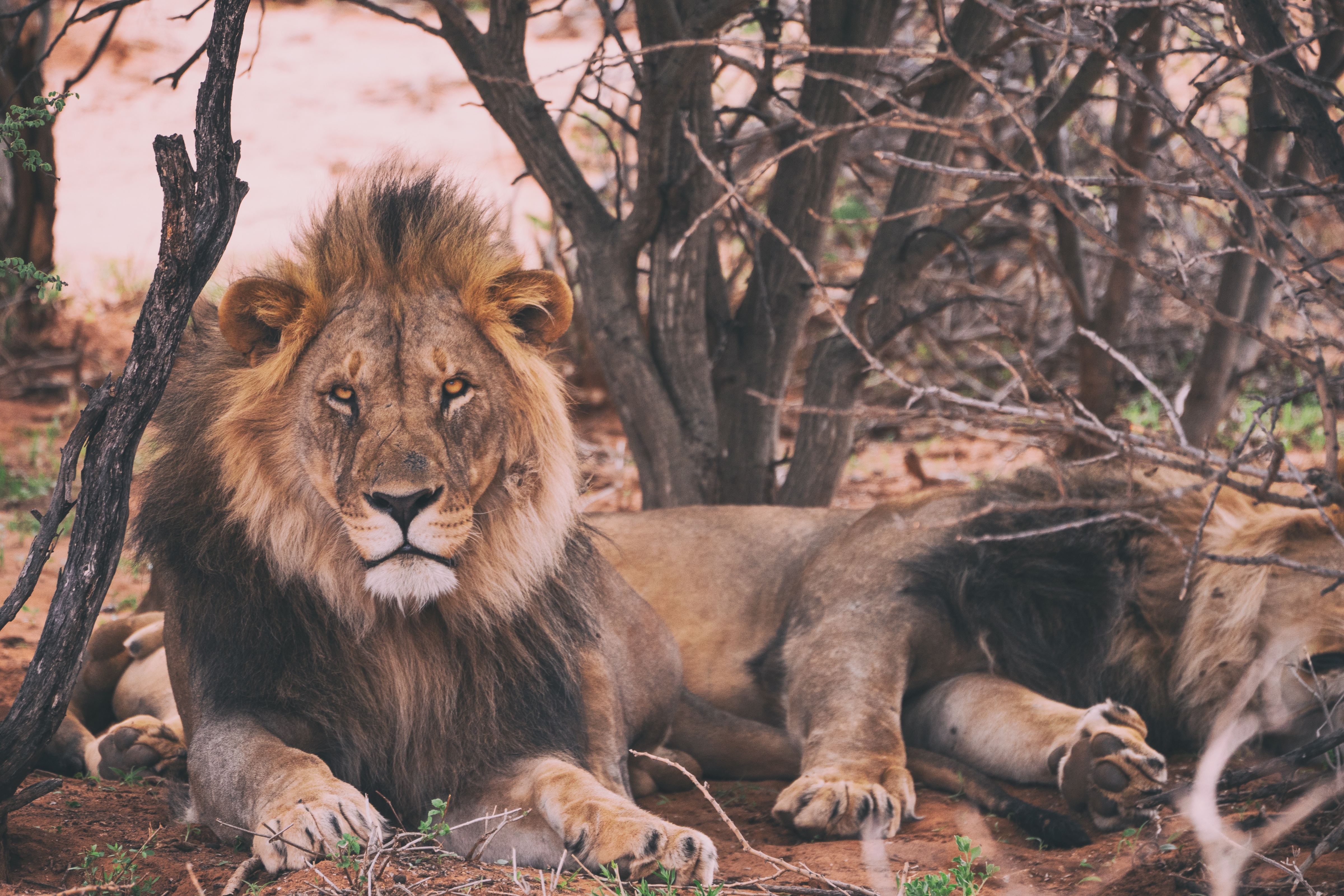 免费下载动物, 捕食者, 谎言, 一只狮子, 狮子座, 百兽之王, 野兽之王手机壁纸。