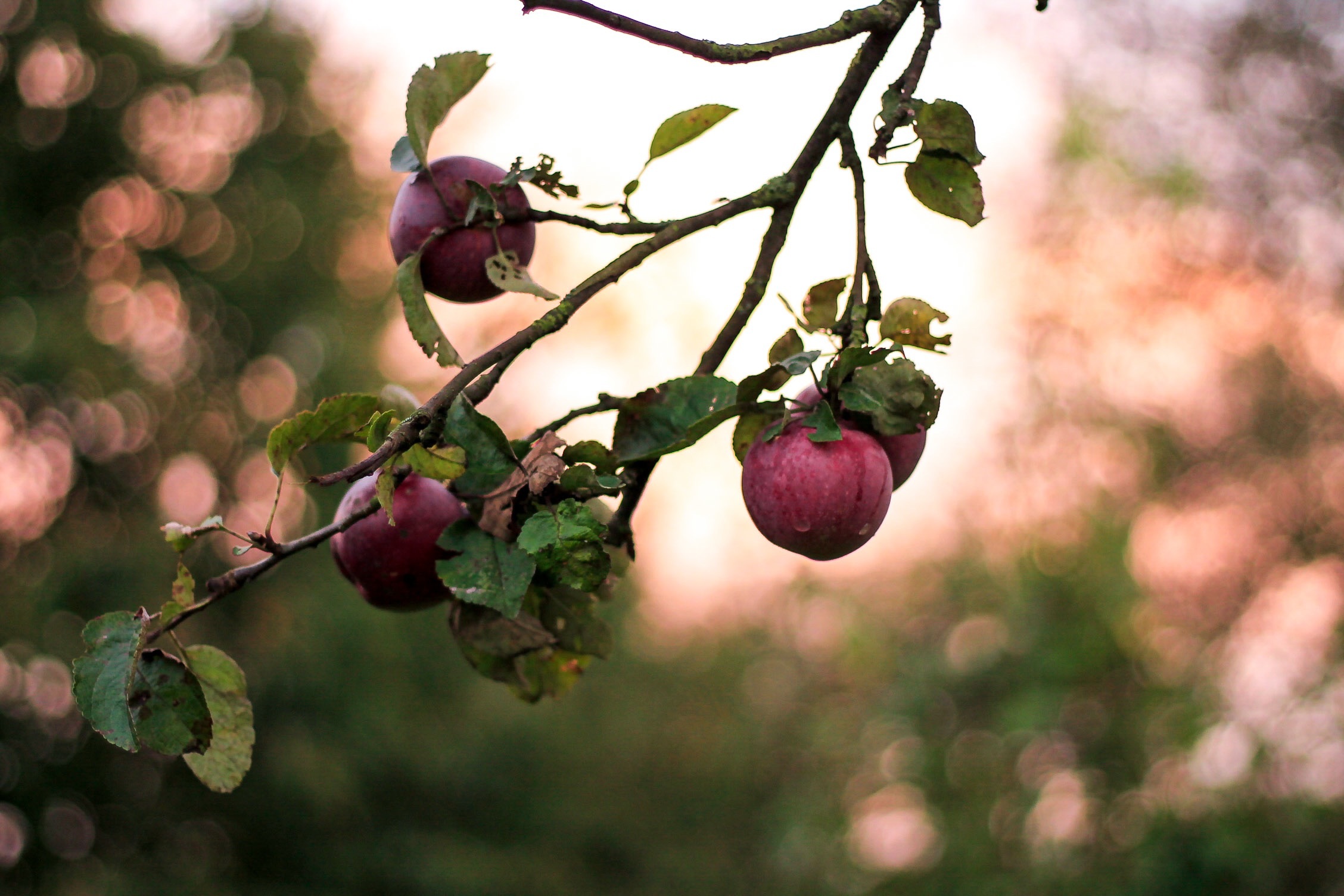 Download mobile wallpaper Branch, Smooth, Food, Apples, Blur for free.